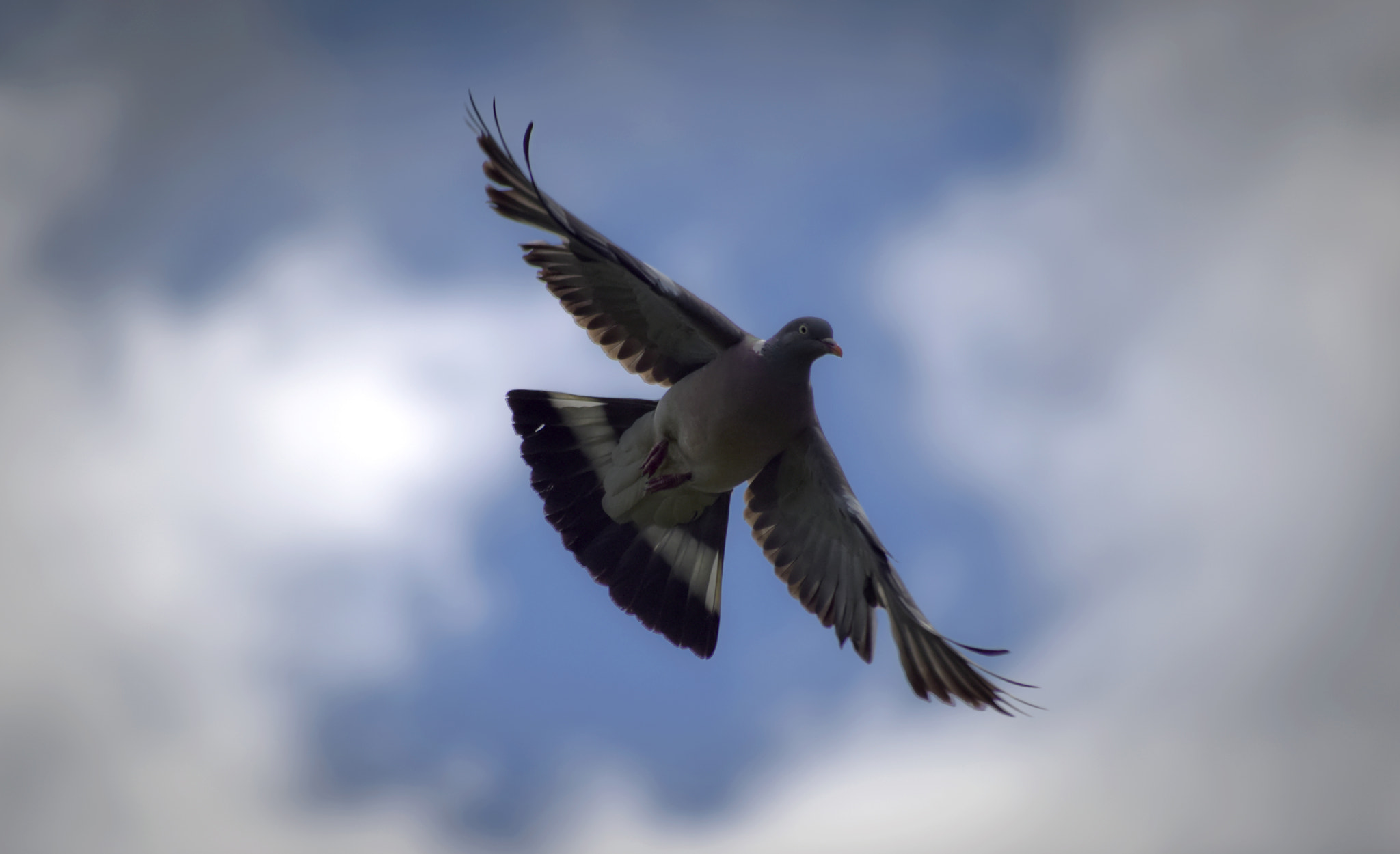 AF Zoom-Nikkor 28-70mm f/3.5-4.5D sample photo. Mr pigeon photography