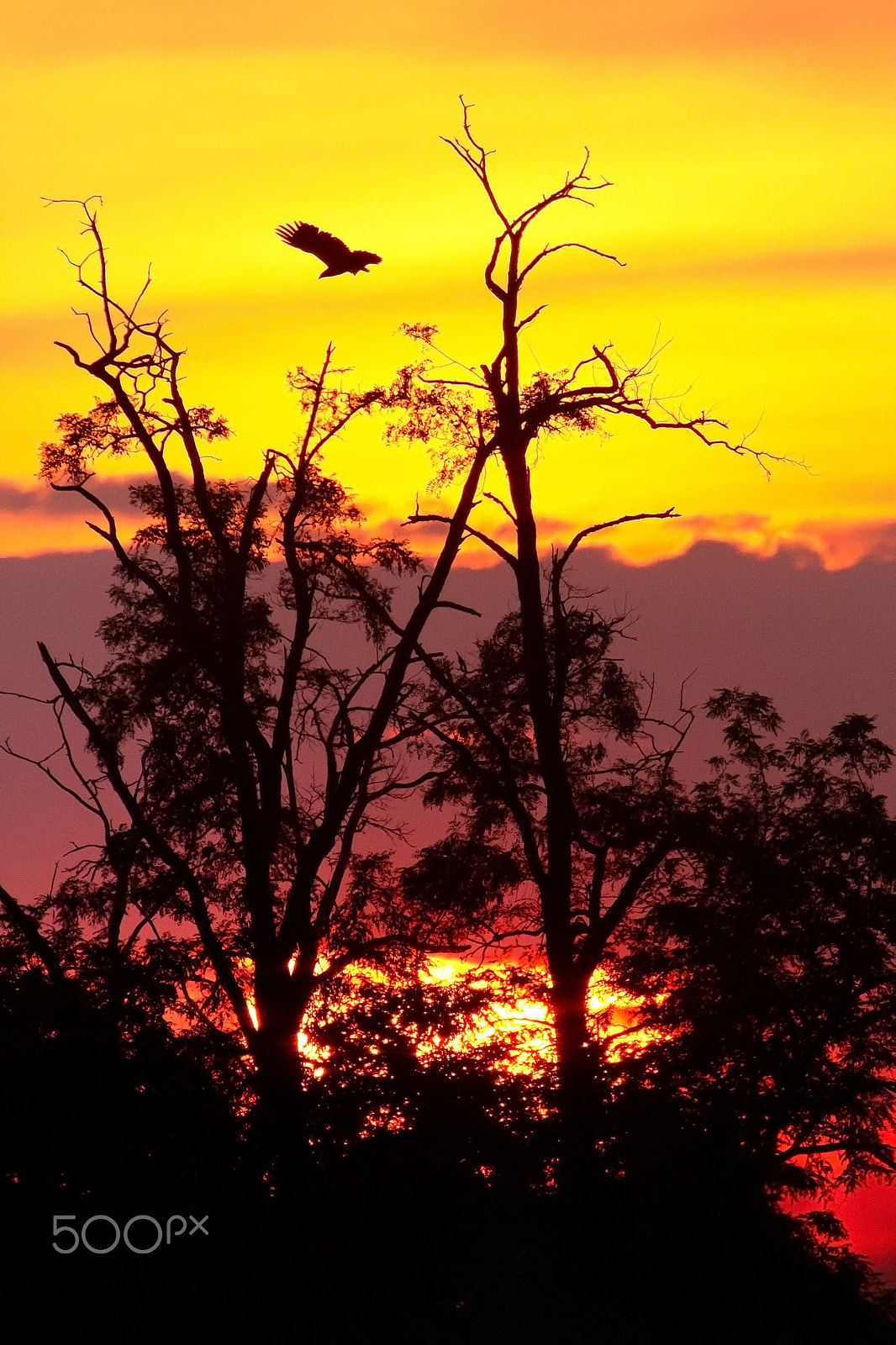 Canon EF 300mm F2.8L IS USM sample photo. Eagle silhouette photography