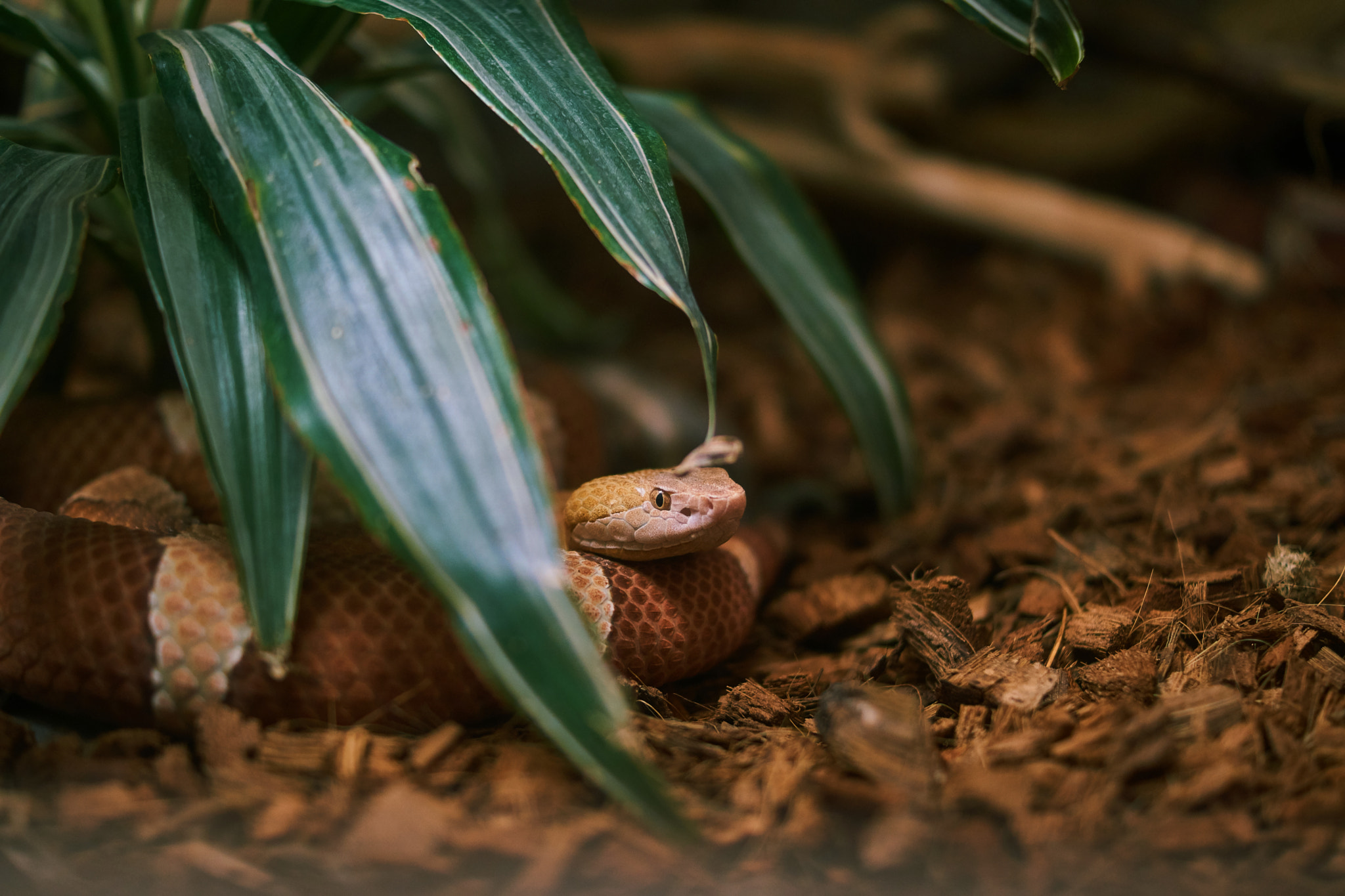 Sony a6000 + Sony DT 35mm F1.8 SAM sample photo. Ssssnake photography