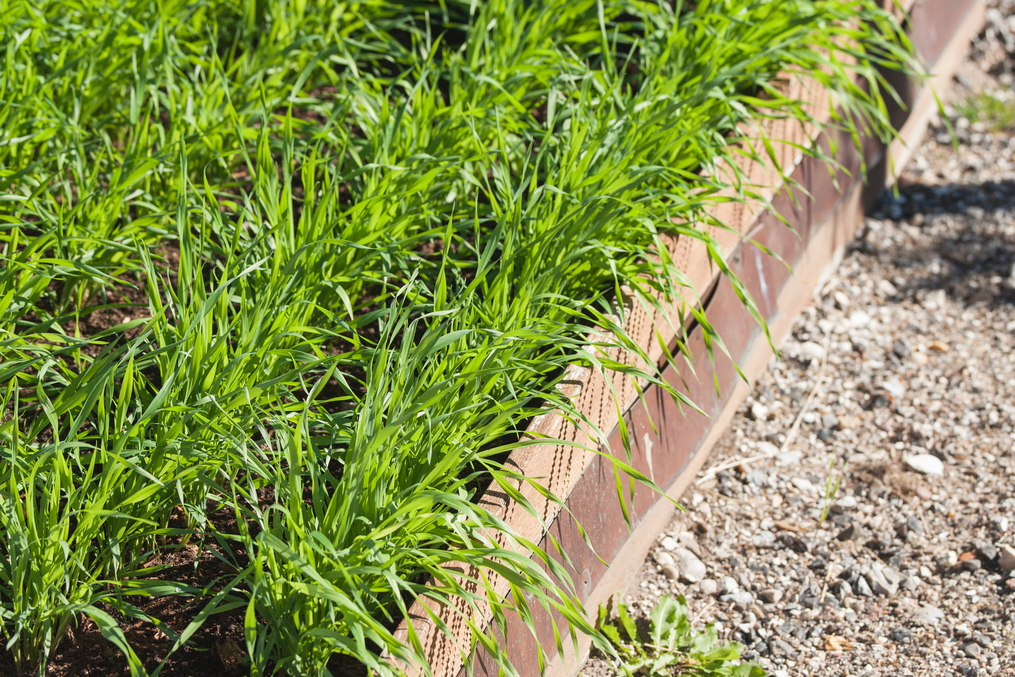Sony 70-400mm F4-5.6 G SSM II sample photo. Green grass growing in a garden photography
