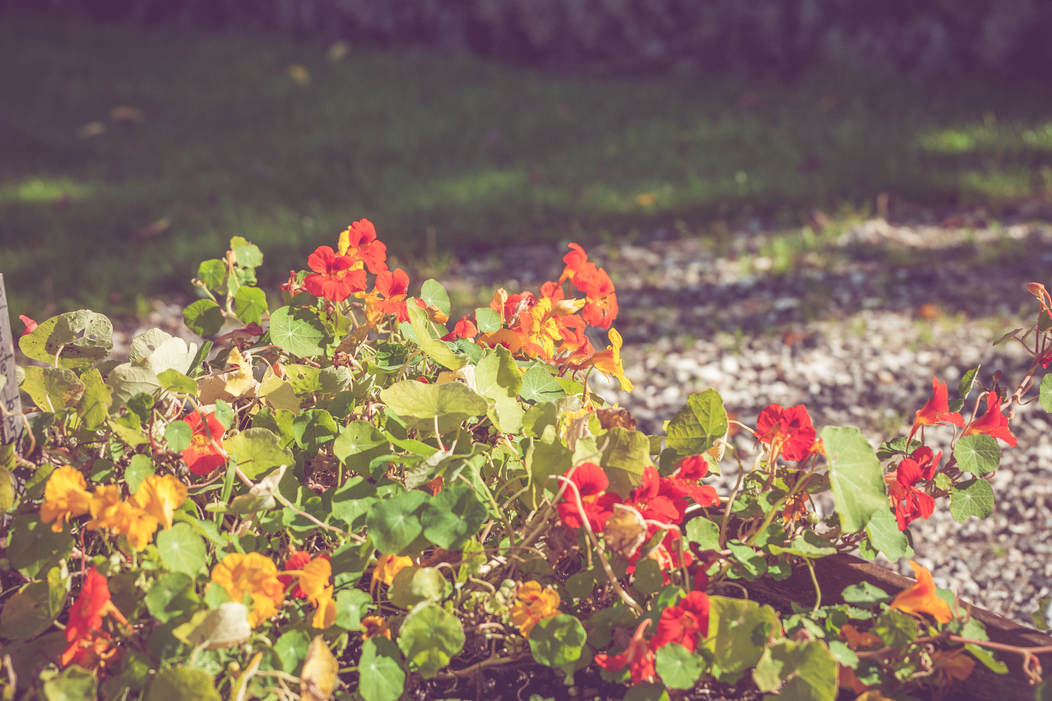 Sony 70-400mm F4-5.6 G SSM II sample photo. Colorful flowers in a garden photography