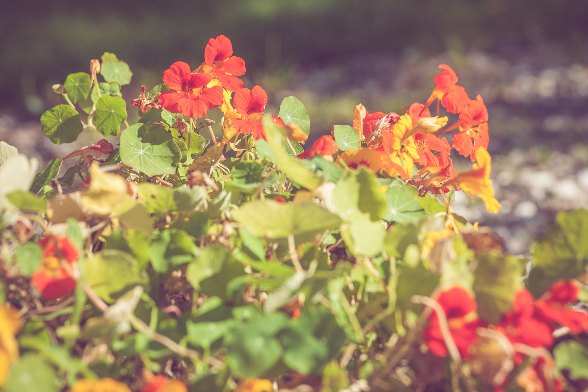 Sony 70-400mm F4-5.6 G SSM II sample photo. Summer flowers in red colors photography