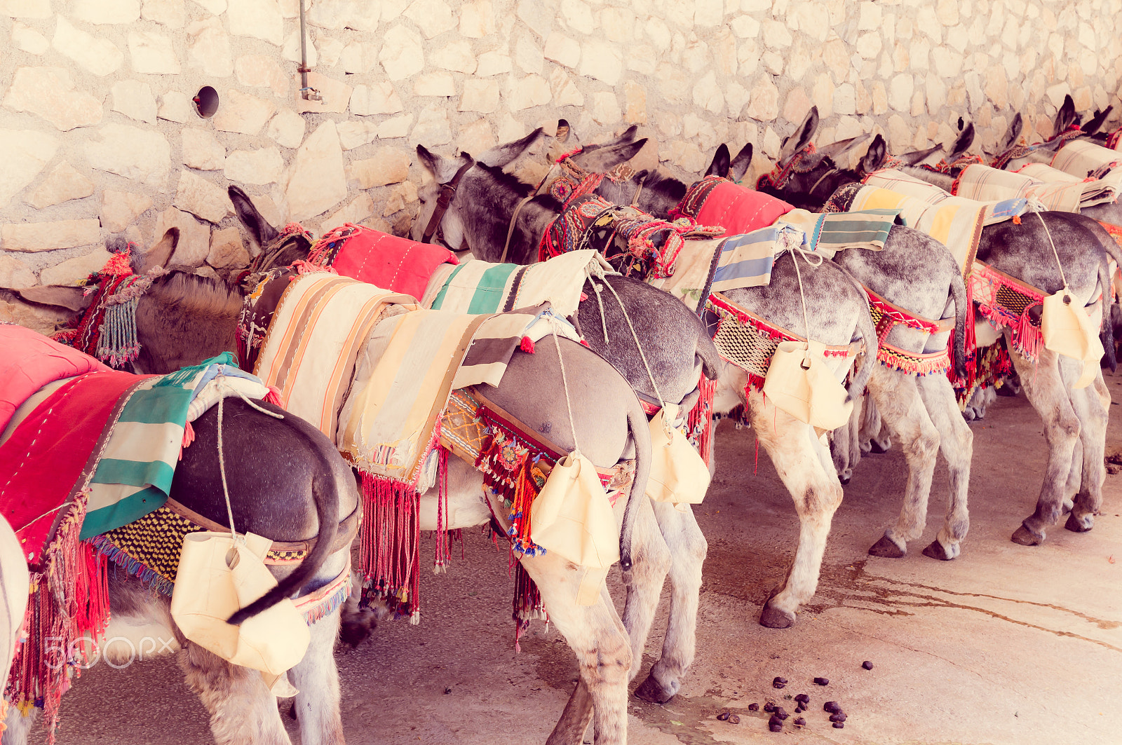 Sony DT 16-105mm F3.5-5.6 sample photo. Donkeys photography