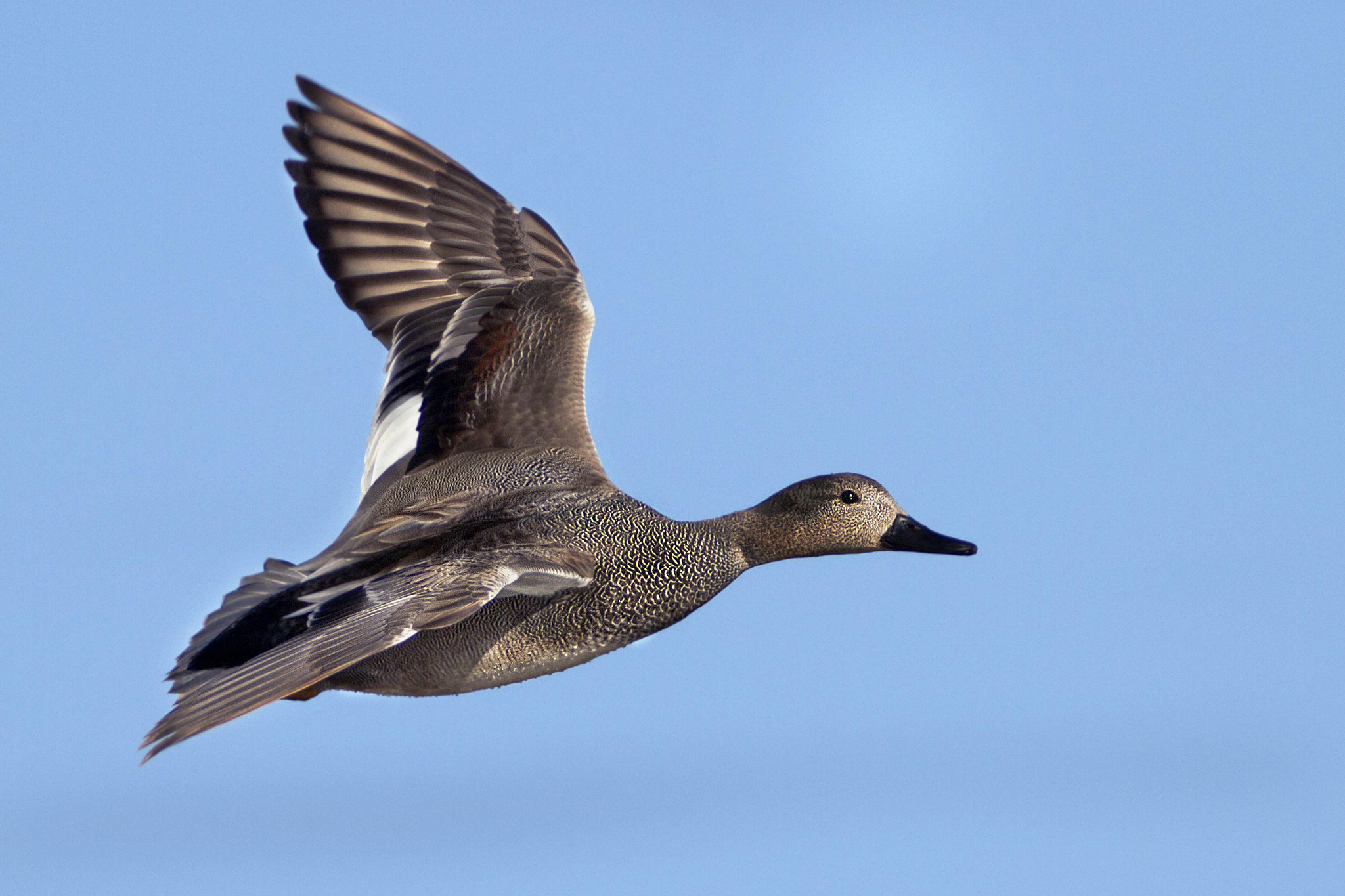 Canon EF 300mm f/2.8L + 2x sample photo. Gadwall photography