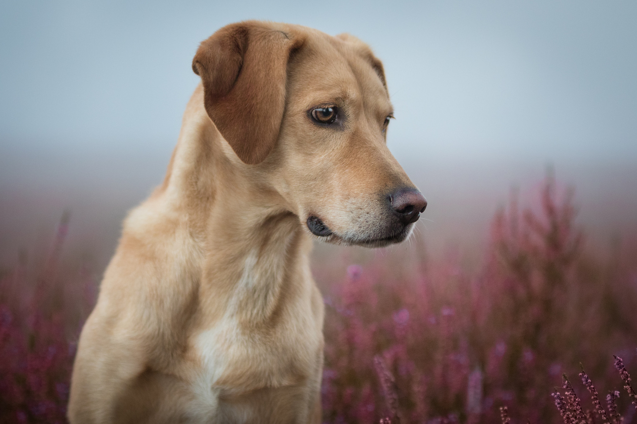 Sigma 70-200mm F2.8 EX DG OS HSM sample photo. Heath dreams photography