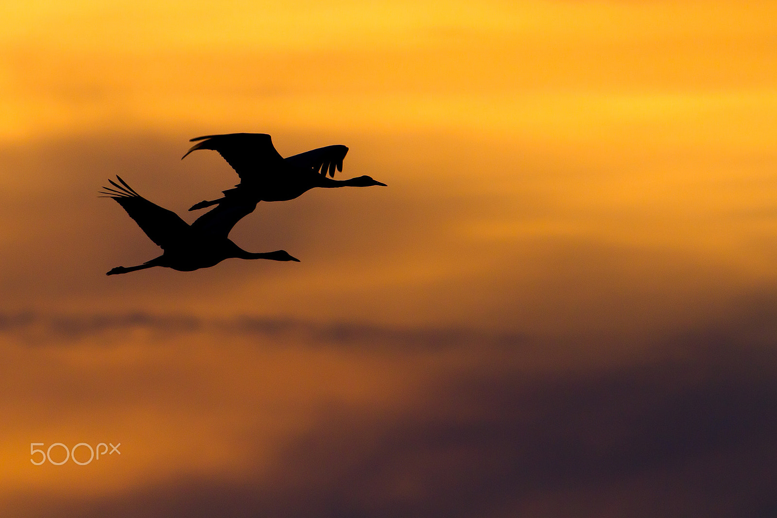 Canon EF 300mm F2.8L IS USM sample photo. Cranes in the sunset photography