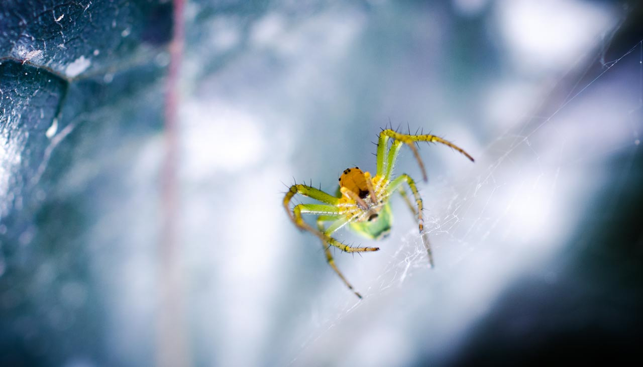 ZEISS Makro-Planar T* 50mm F2 sample photo. Cute spider photography