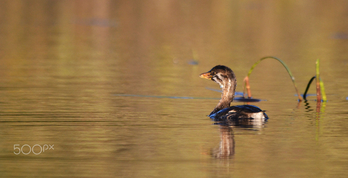 Sigma 150-500mm F5-6.3 DG OS HSM sample photo. Grèbe à bec bigarré juvenile pied-billed grebe photography