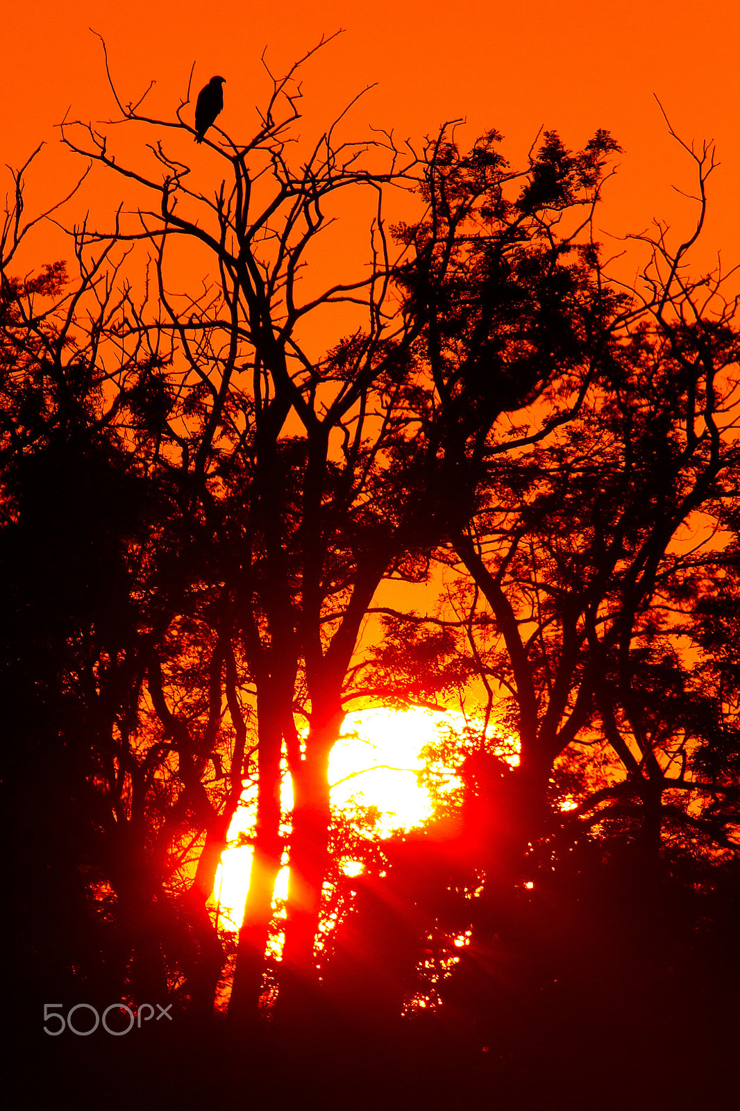 Canon EF 300mm F2.8L IS USM sample photo. Resting in sunset photography