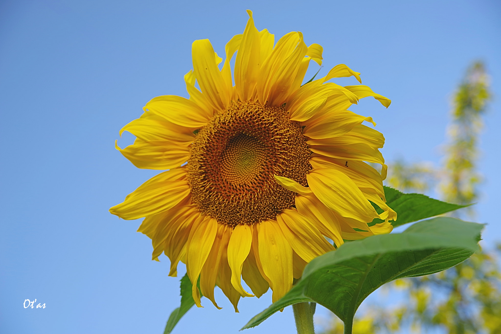 Pentax K-1 sample photo. Sunflower photography