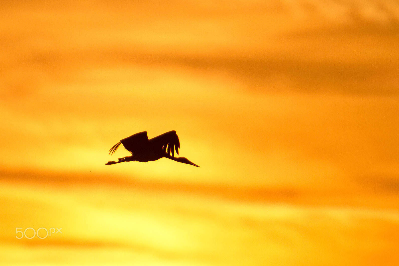 Canon EF 300mm F2.8L IS USM sample photo. Black stork at sunset photography