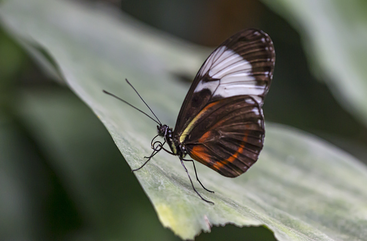 Sigma APO Macro 150mm f/2.8 EX DG HSM sample photo. Exotic butterfly photography