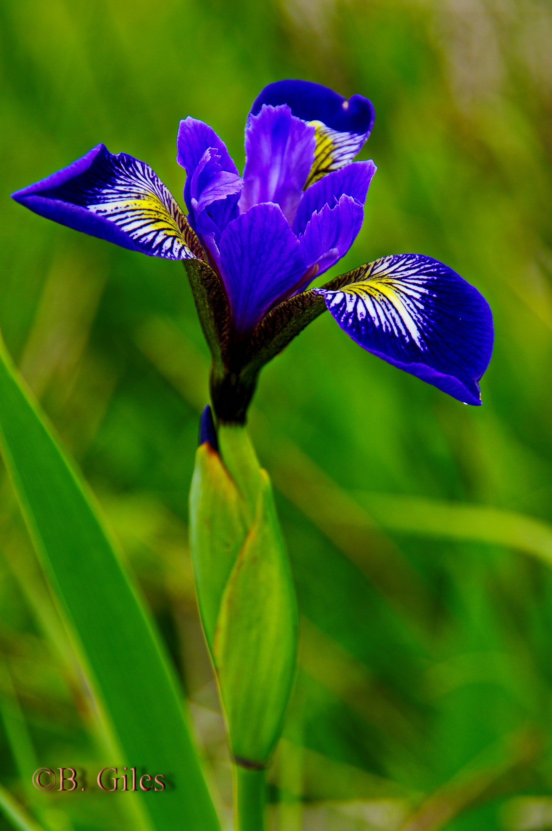 Pentax K20D sample photo. Blue flag iris photography