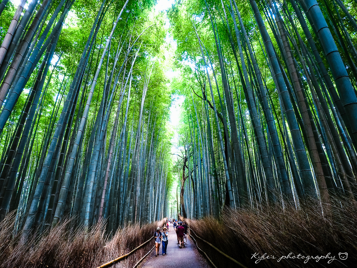 Olympus Zuiko Digital ED 9-18mm F4.0-5.6 sample photo. 竹林小徑 photography