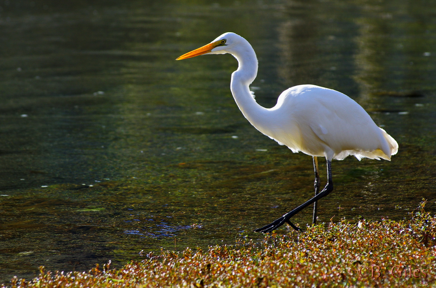 Pentax smc DA* 60-250mm F4.0 ED (IF) SDM sample photo. Kotuku white heron photography