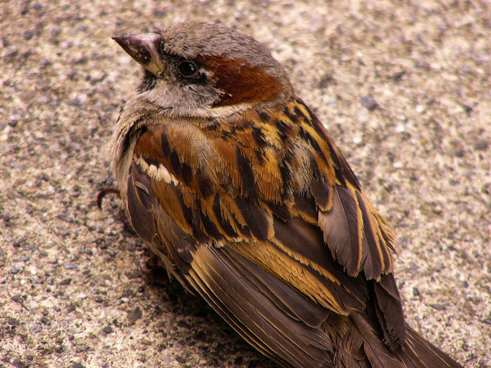 Panasonic DMC-FZ2 sample photo. Little bird photography