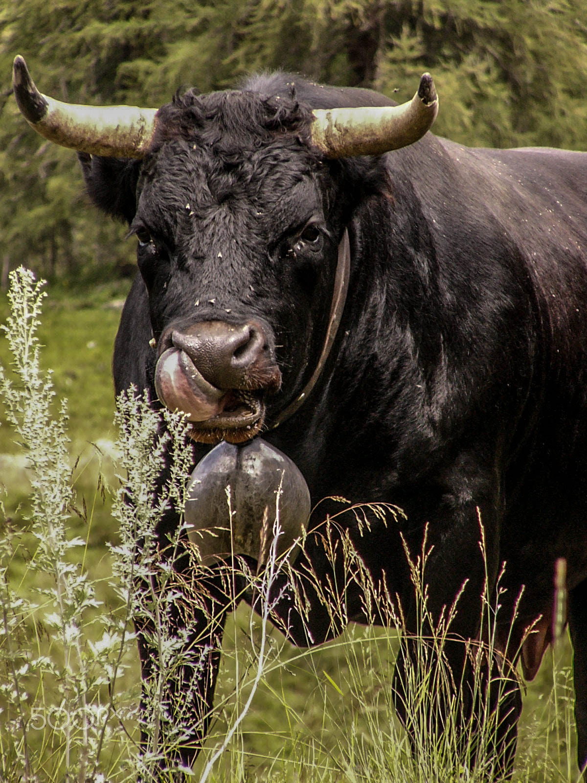 Panasonic DMC-FZ2 sample photo. Big ass cow photography