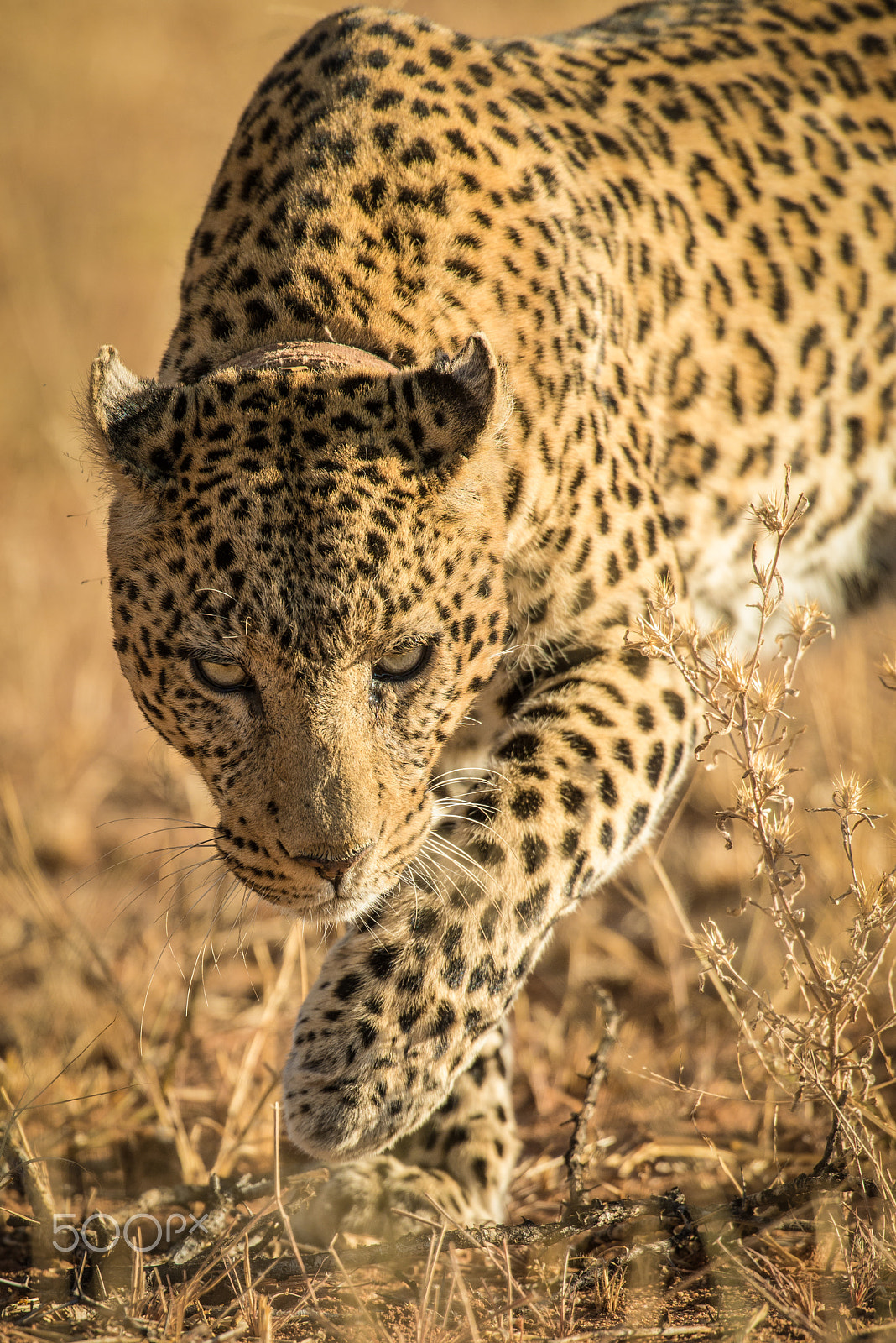 Nikon D800E sample photo. Leopard gaze photography