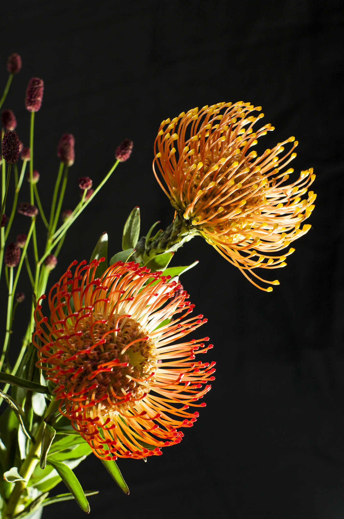 Pentax smc FA 50mm F1.4 sample photo. Flowers photography