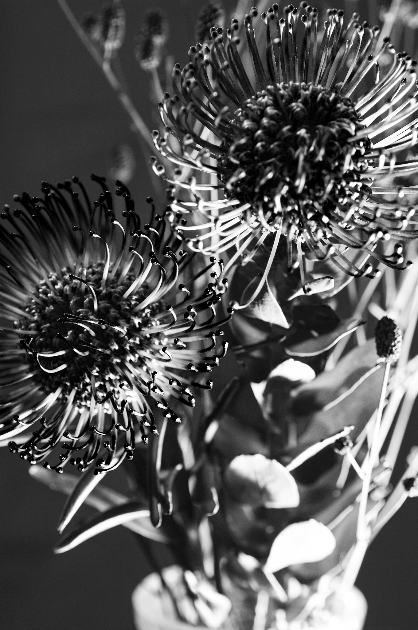 Pentax K-7 sample photo. Flowers photography