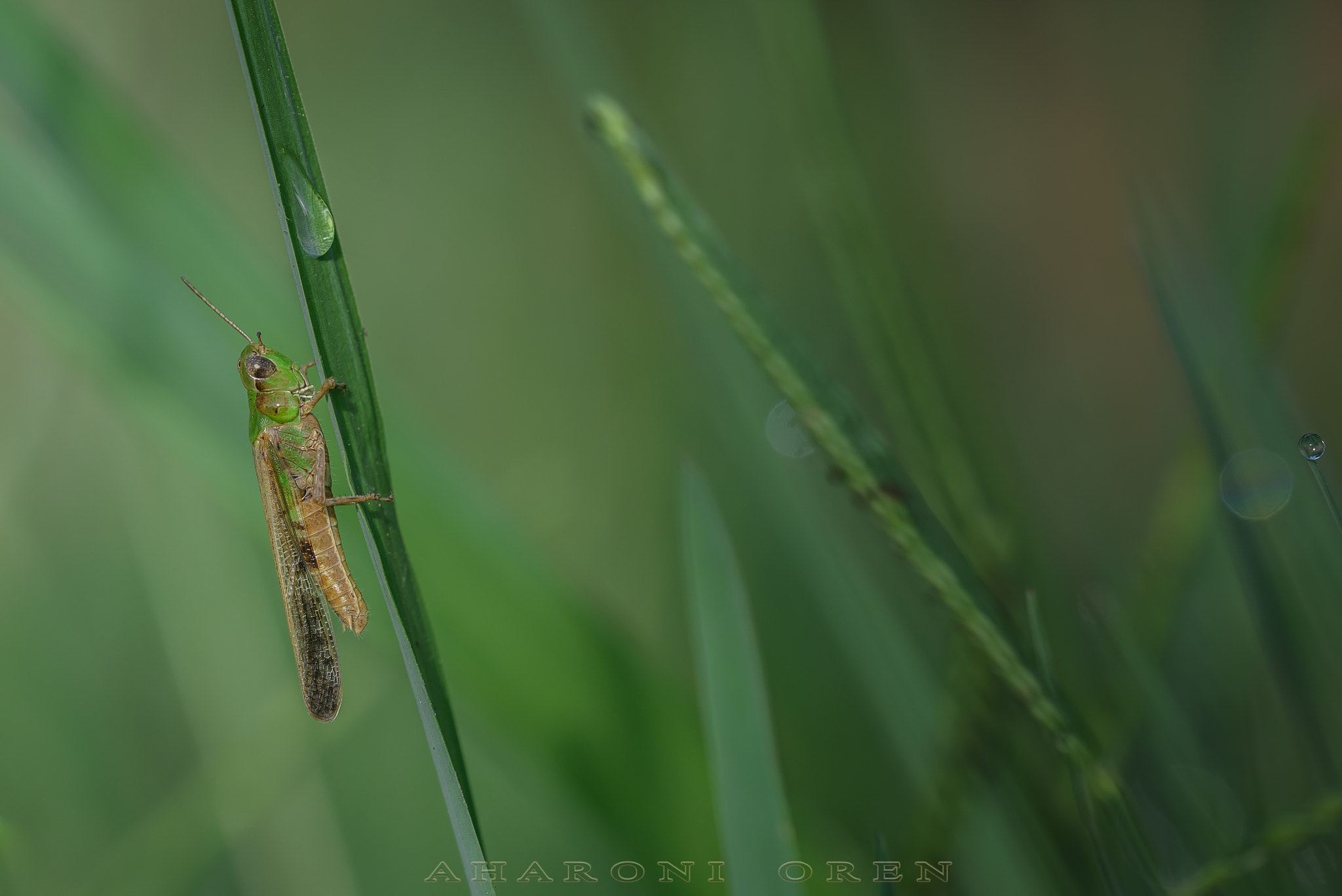 Sigma 150mm F2.8 EX DG OS Macro HSM sample photo. Dsc photography