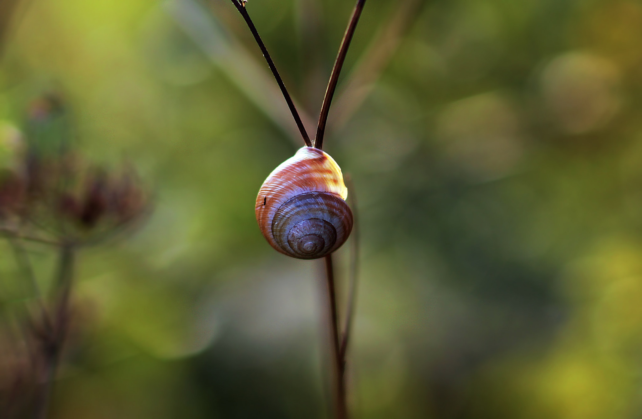 Canon EOS 100D (EOS Rebel SL1 / EOS Kiss X7) + Canon EF 85mm F1.8 USM sample photo. Snail photography