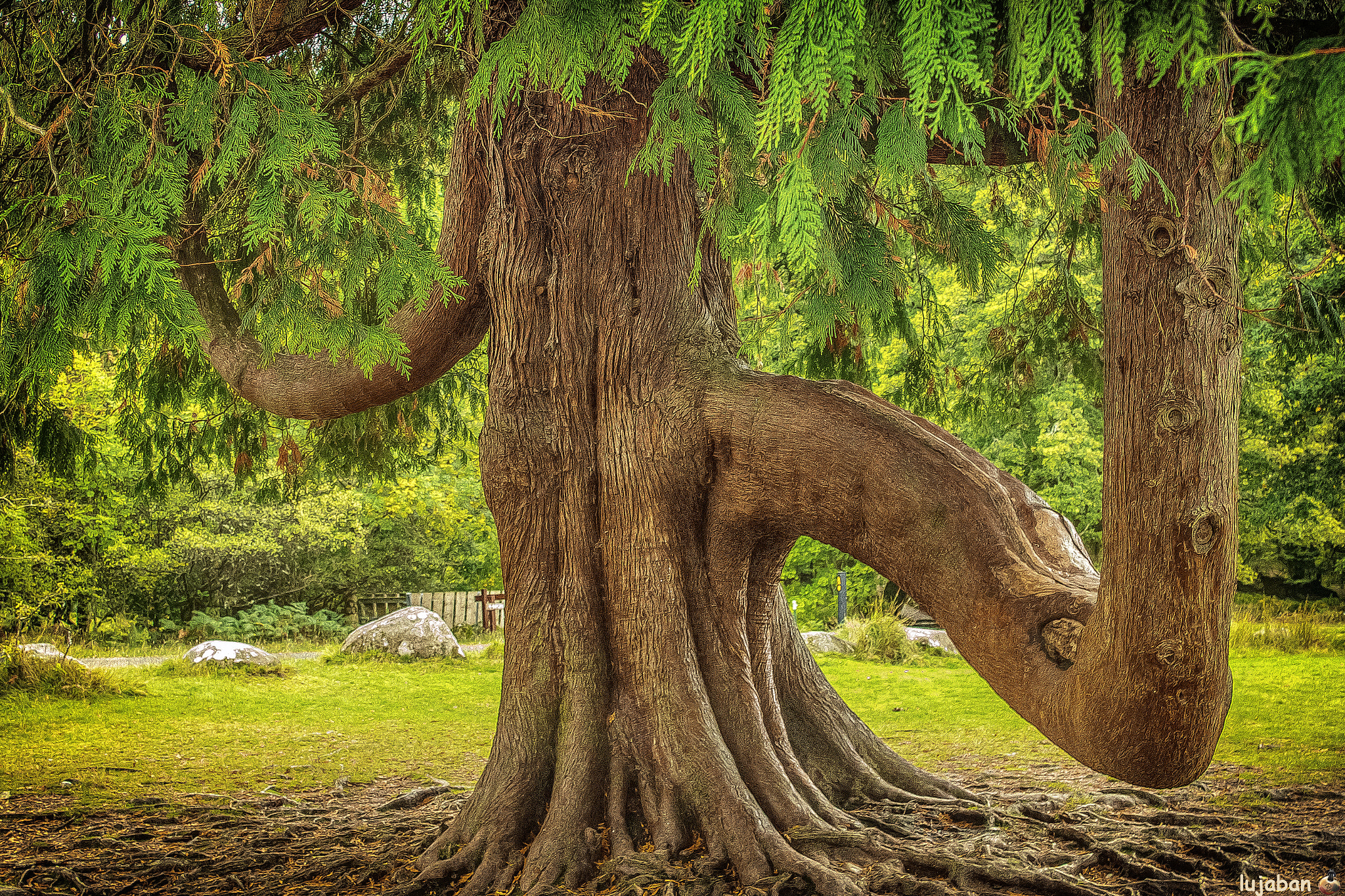 Canon EF 28-135mm F3.5-5.6 IS USM sample photo. Magic tree in wicklow (ireland) photography