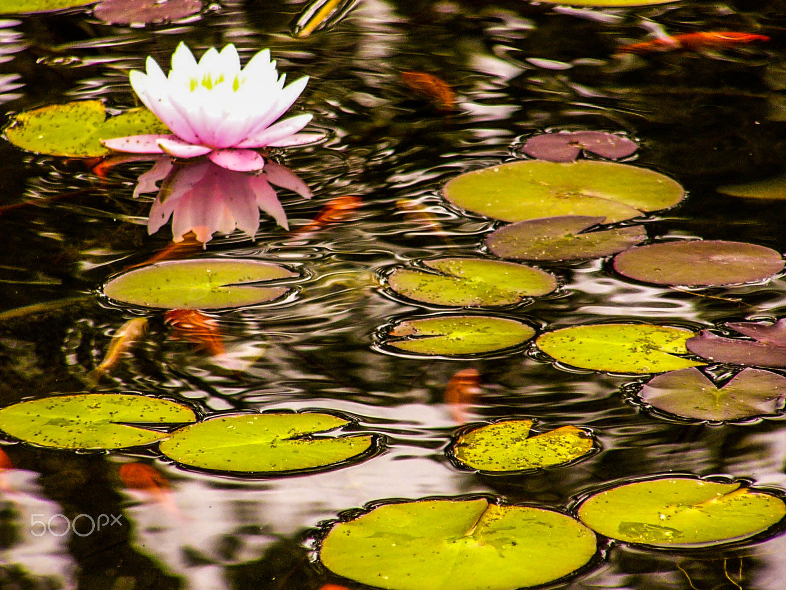 Panasonic DMC-FZ2 sample photo. Waterlilies in montreux, switzerland photography