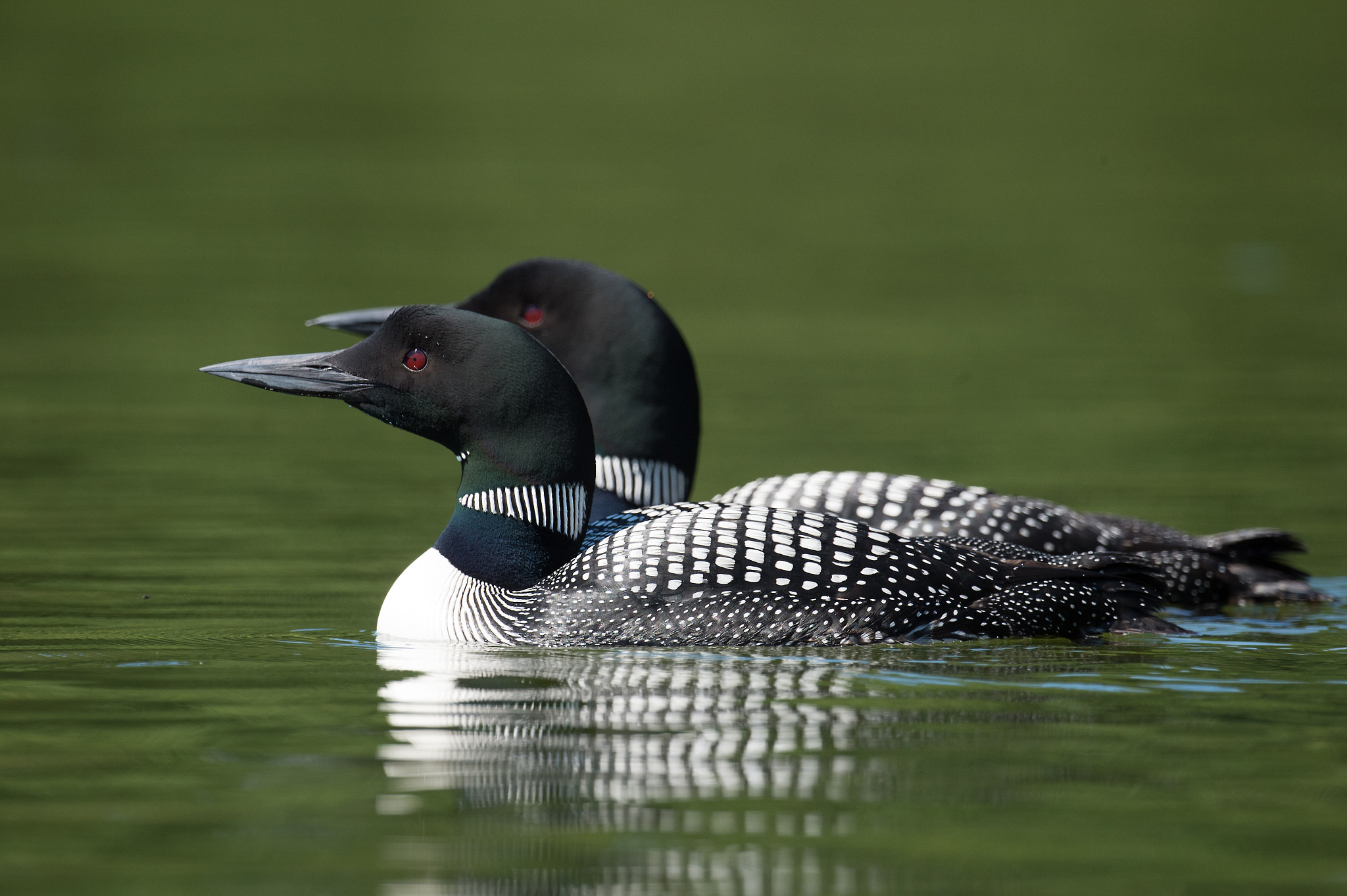 Nikon AF-S Nikkor 800mm F5.6E FL ED VR sample photo. Plongeon huard, gavia immer, great northern loon photography
