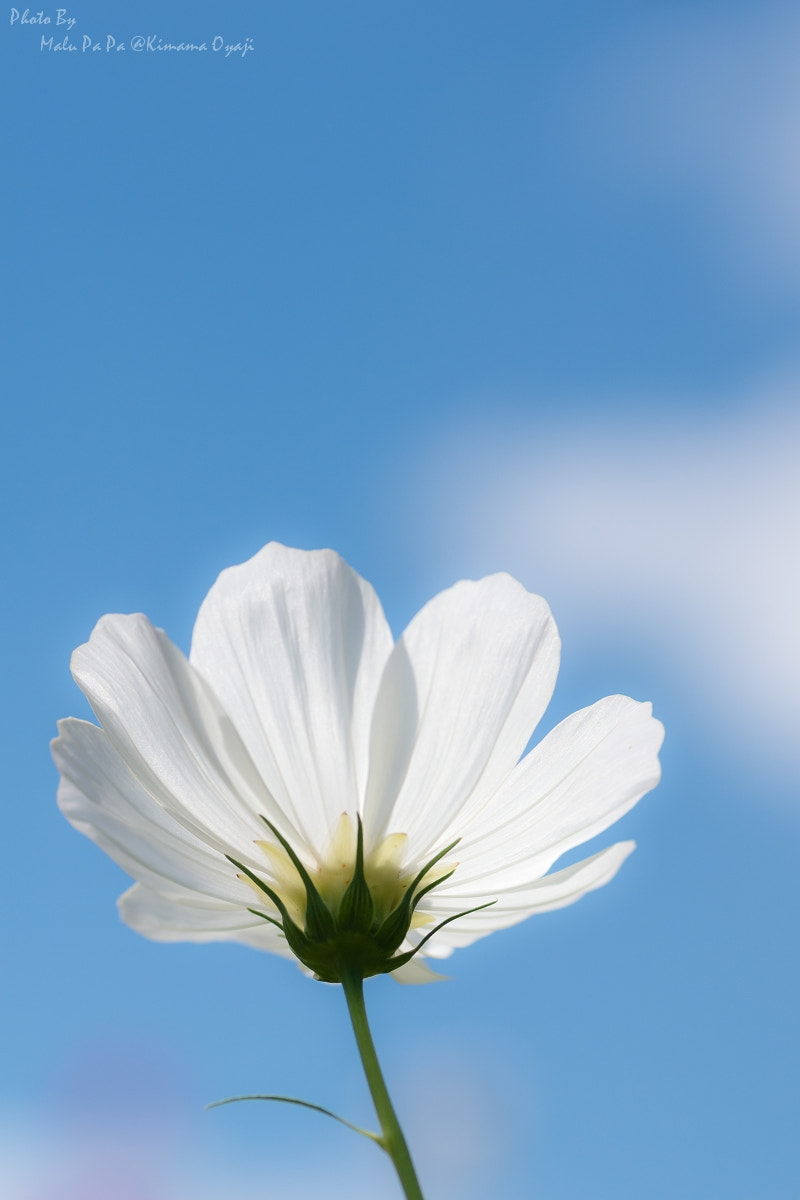 Pentax K-5 IIs + Tamron SP AF 90mm F2.8 Di Macro sample photo. White cosmos photography