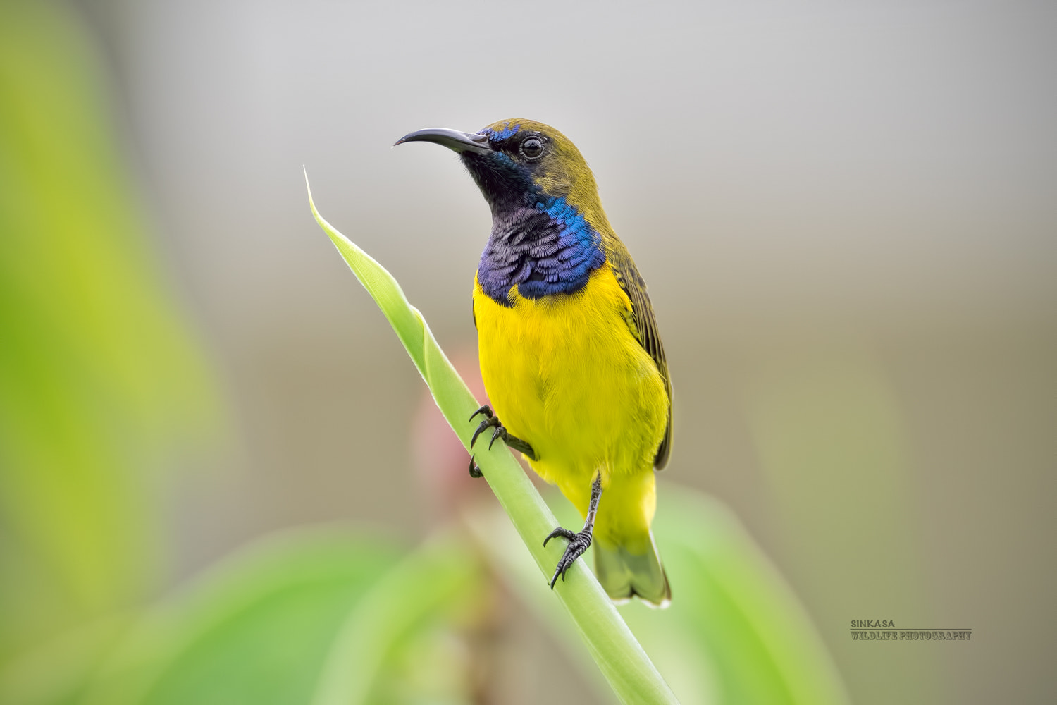 M.300mm F4.0 + MC-14 sample photo. Olive backed sunbird photography