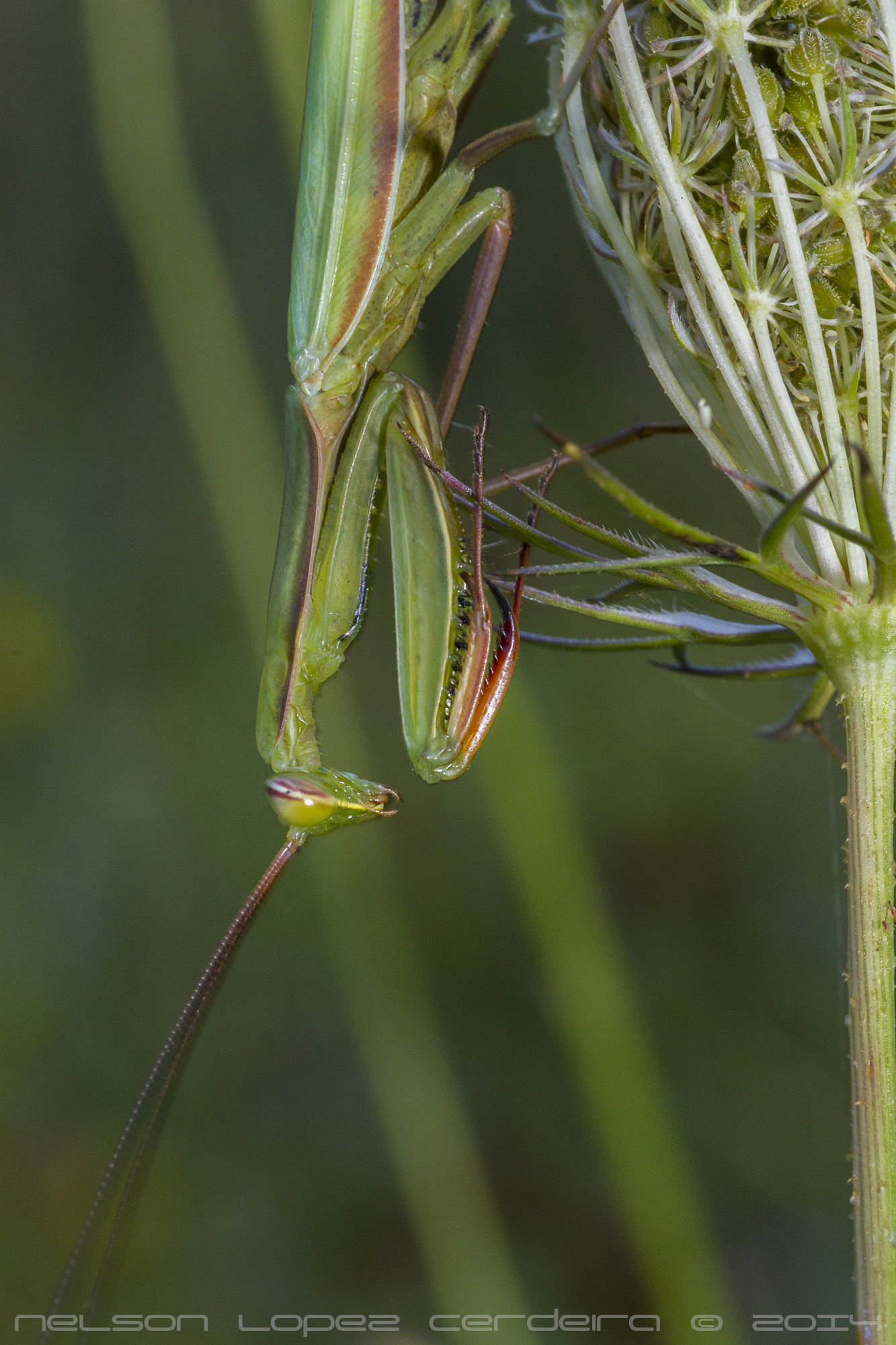 Canon EOS 7D + Tamron SP AF 90mm F2.8 Di Macro sample photo. Fotografia macro de una mantis religiosa. photography