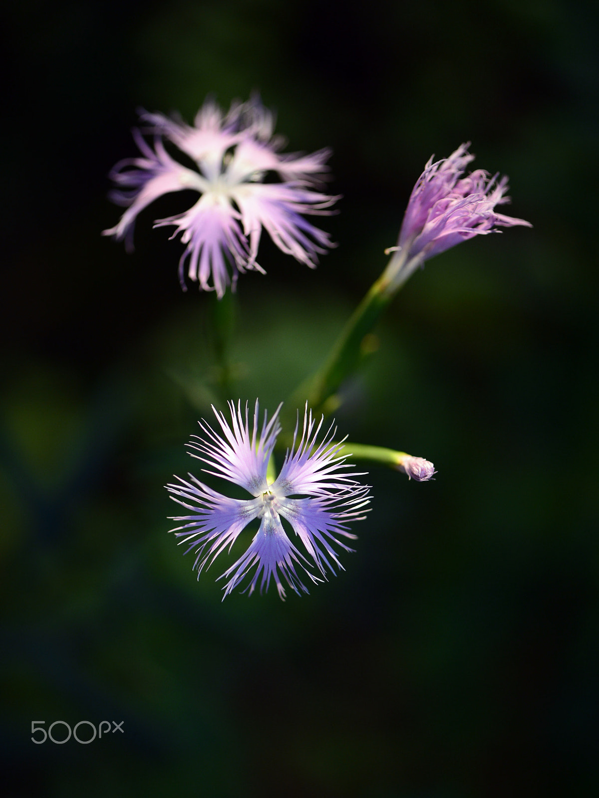 Nikon Df sample photo. The superb pink photography