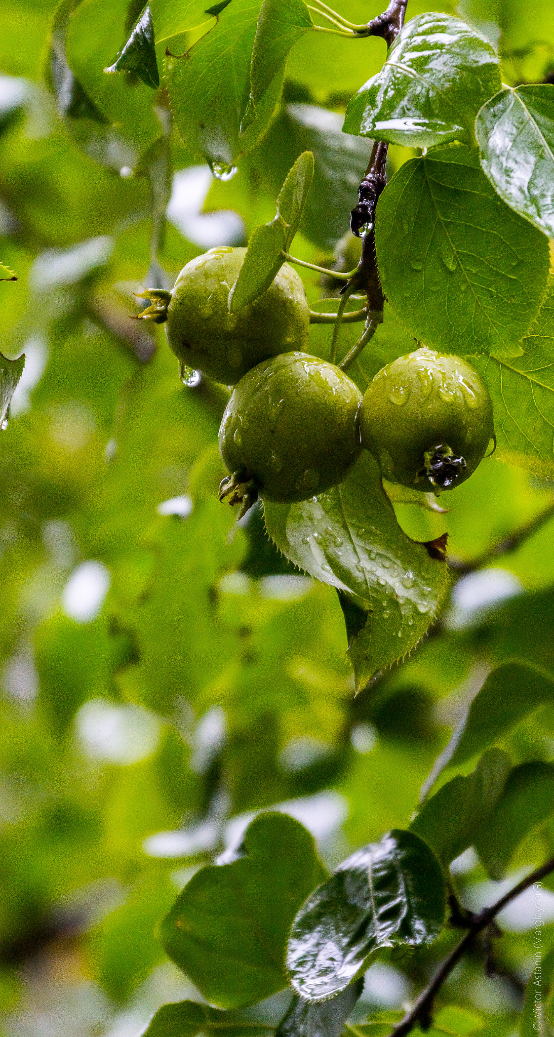 Sony SLT-A77 sample photo. Wild pear photography