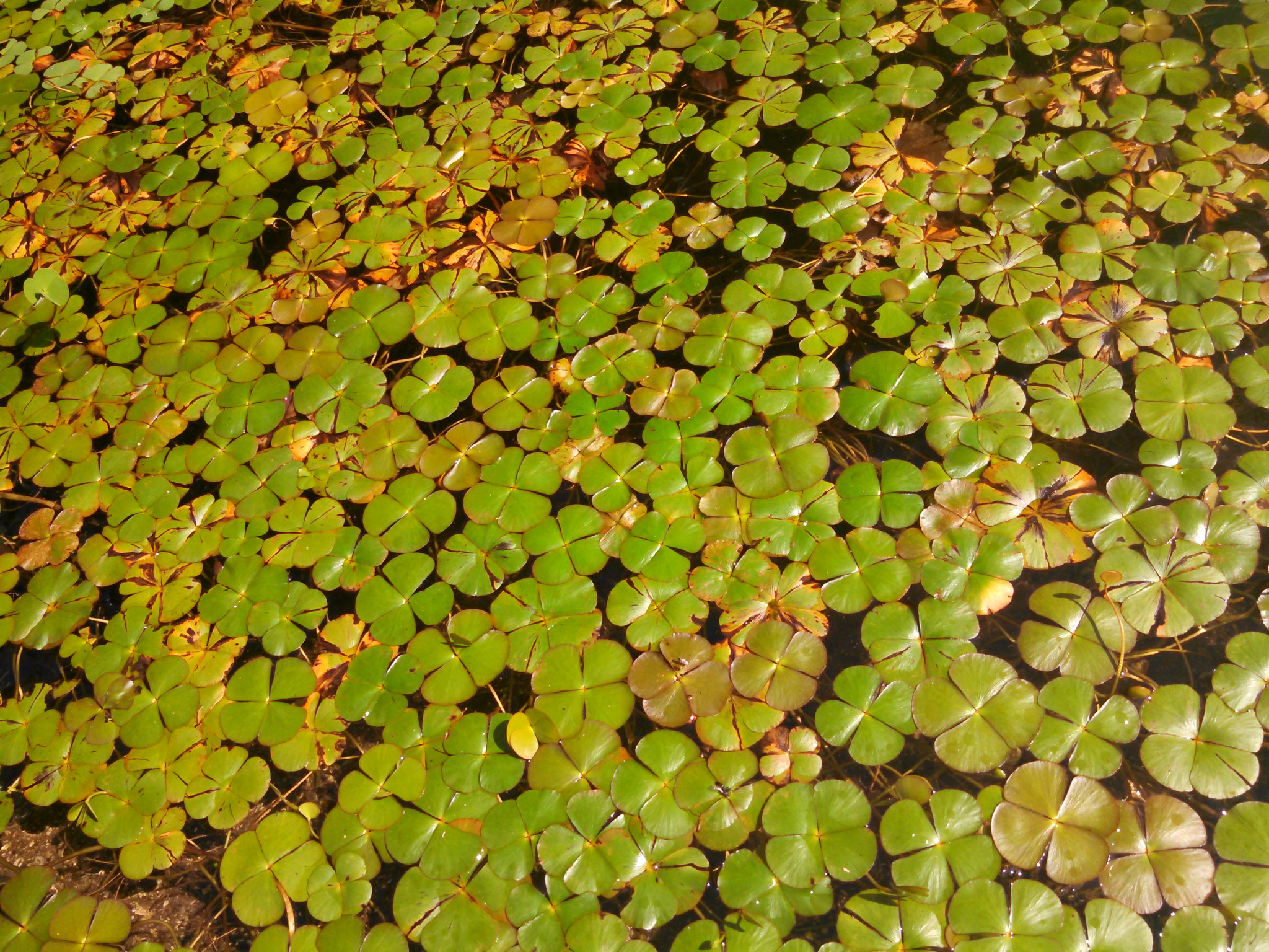 Motorola DROID RAZR HD sample photo