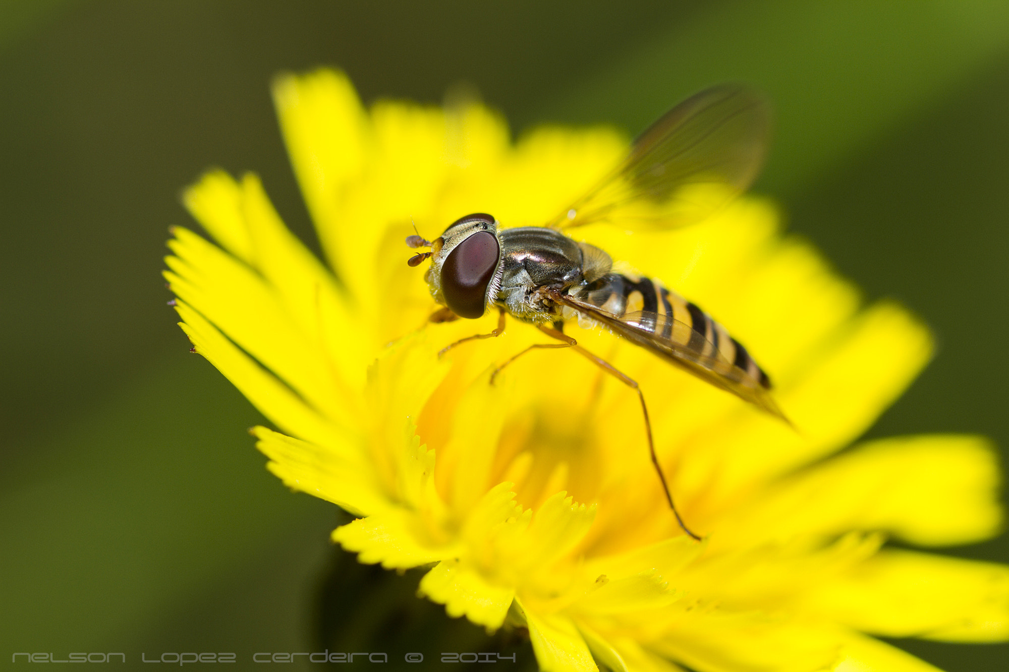 Canon EOS 7D + Tamron SP AF 90mm F2.8 Di Macro sample photo. Polinizando... photography