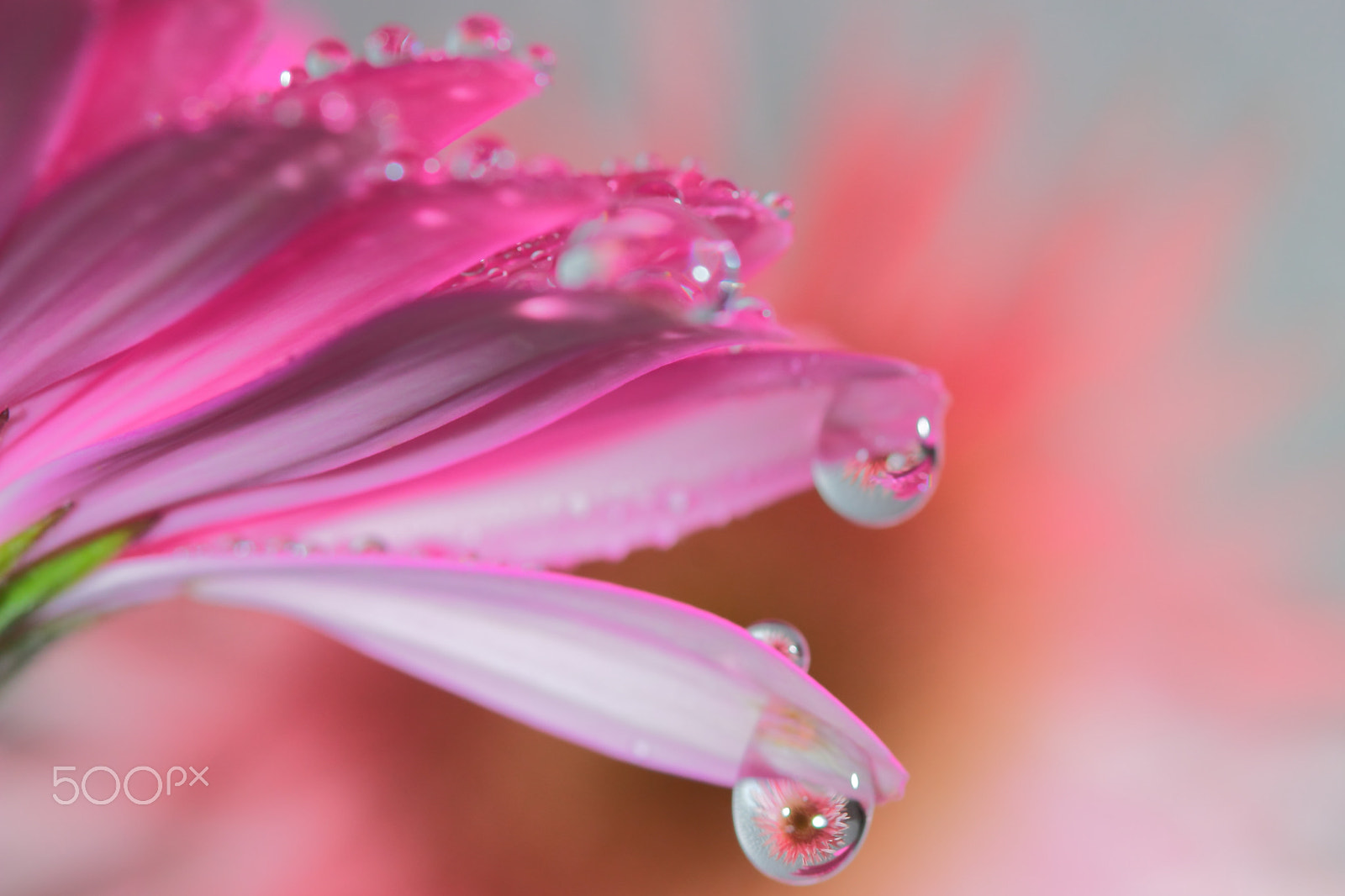Canon EF 100mm F2.8 Macro USM sample photo. Flower in the water photography