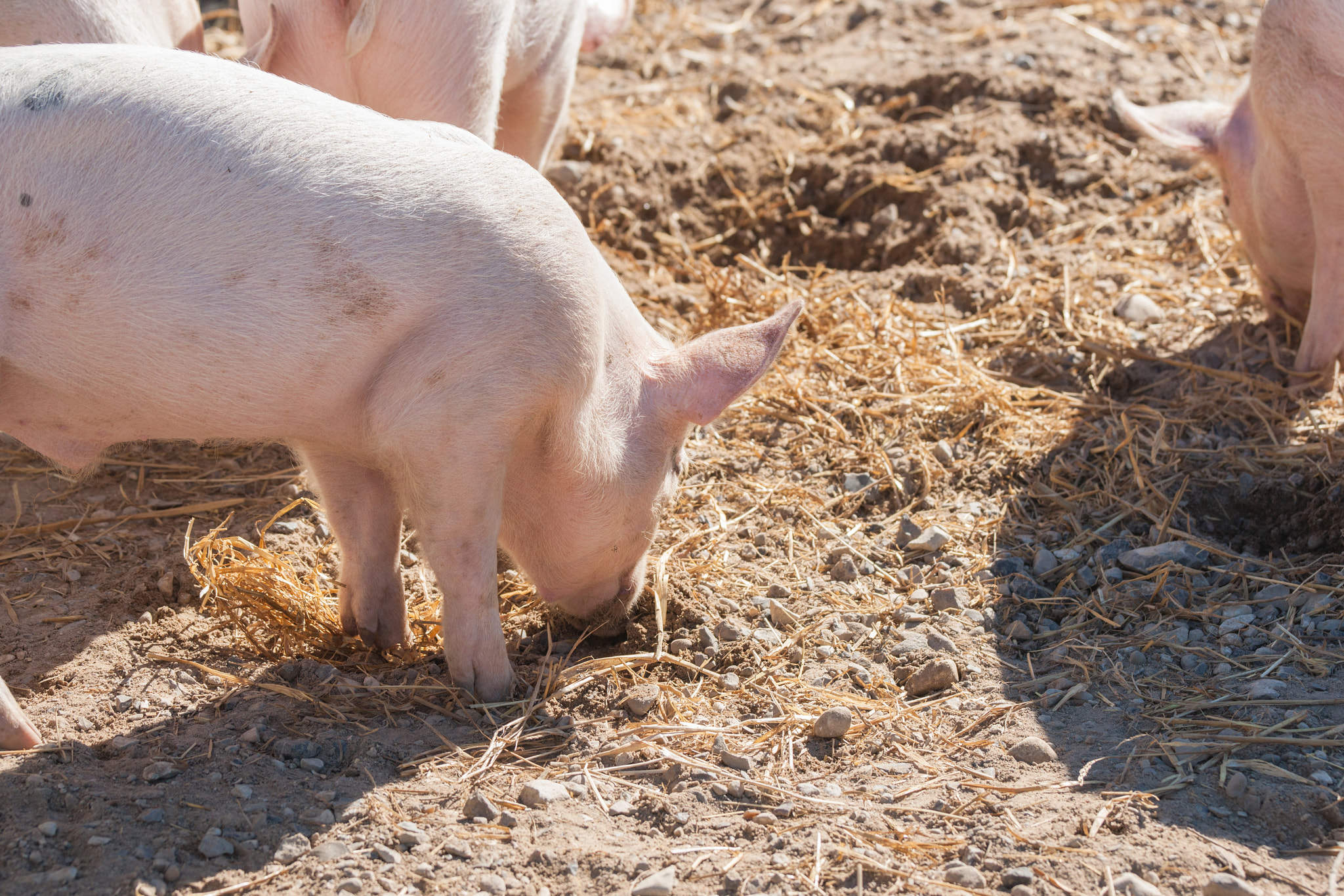 Sony 70-400mm F4-5.6 G SSM II sample photo. Pink piglets looking for food photography