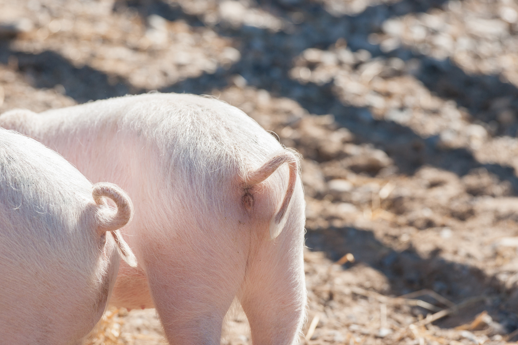 Sony Alpha DSLR-A900 + Sony 70-400mm F4-5.6 G SSM II sample photo. Pig tails on pink piglets photography