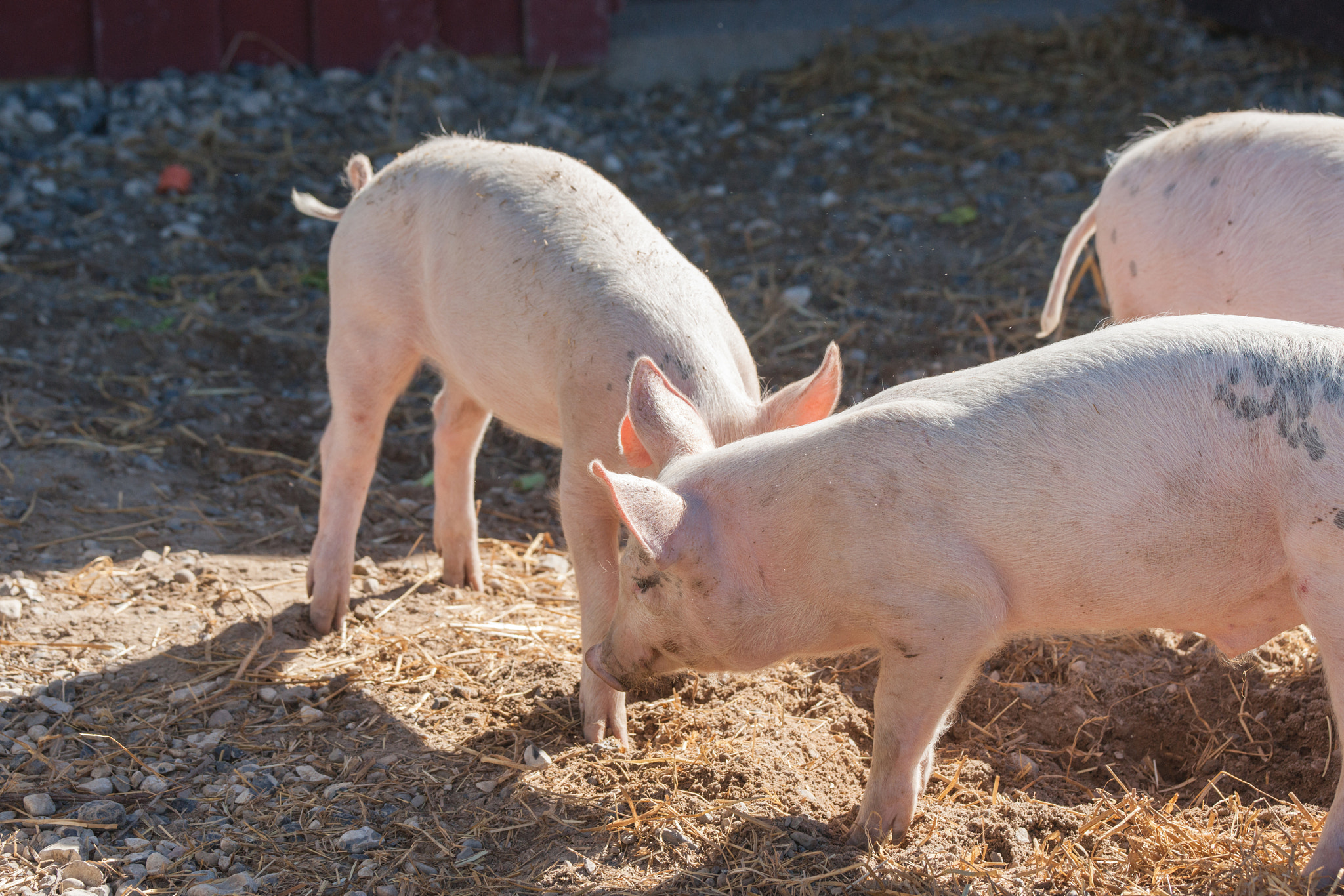 Sony 70-400mm F4-5.6 G SSM II sample photo. Pigs playing aroung in a yard photography