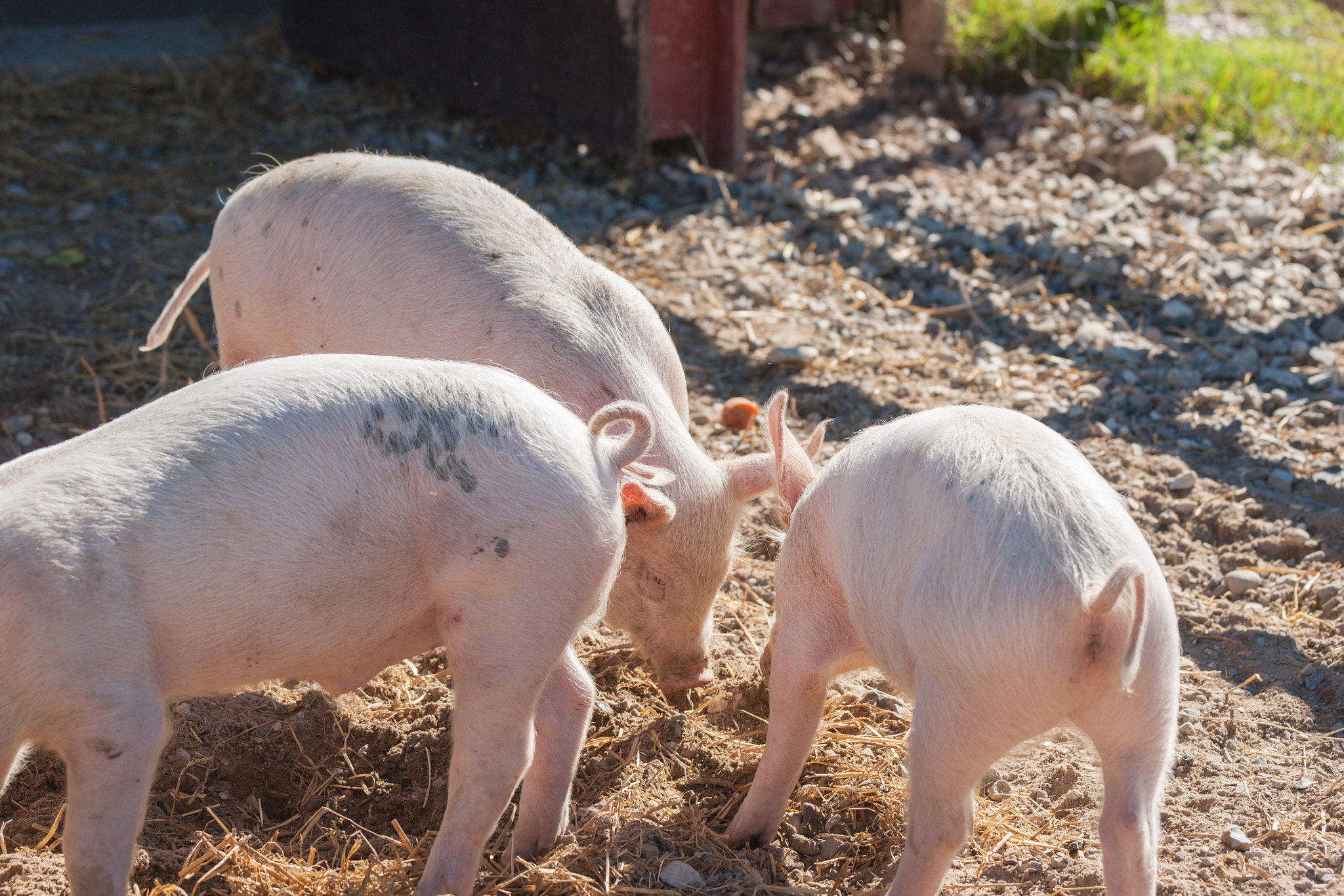 Sony 70-400mm F4-5.6 G SSM II sample photo. Pigs eating food at a pigsty photography