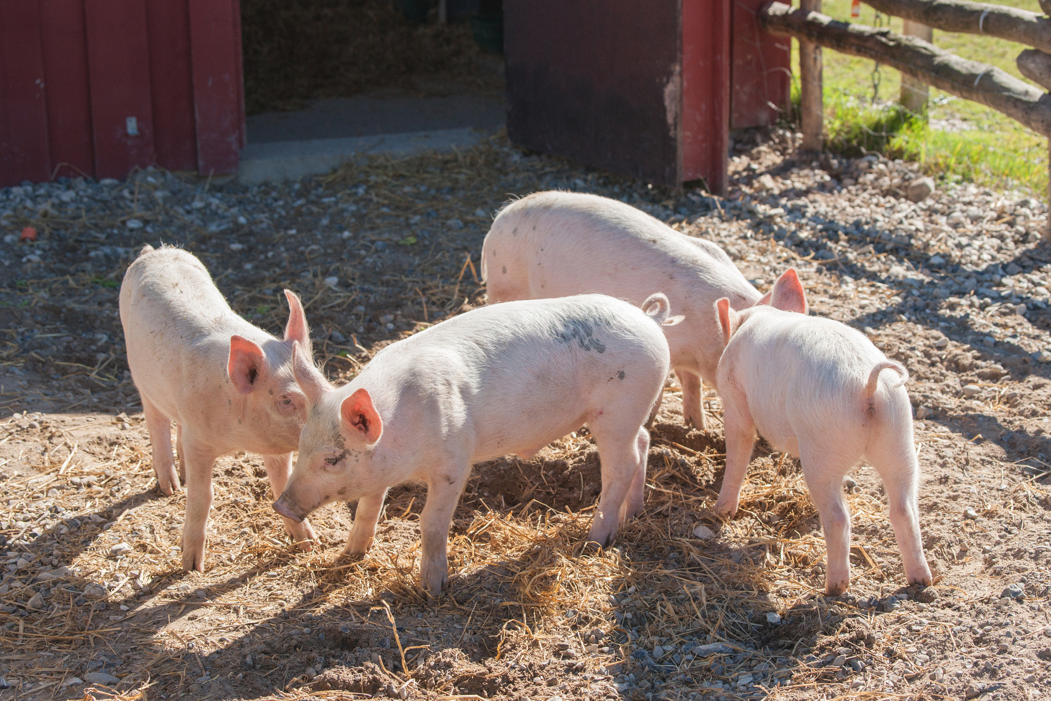 Sony 70-400mm F4-5.6 G SSM II sample photo. Cute pink piglets in a pigsty photography
