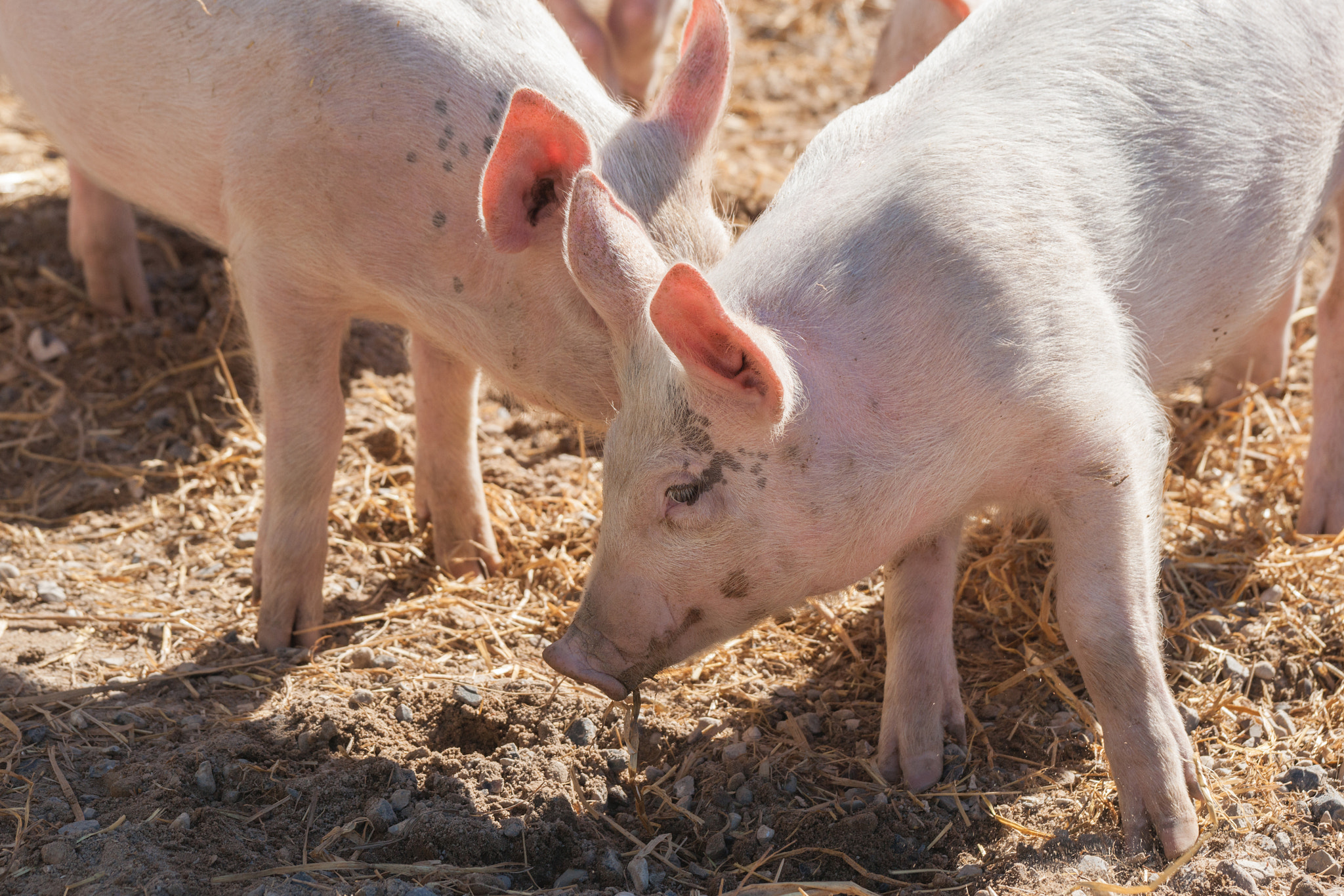 Sony 70-400mm F4-5.6 G SSM II sample photo. Cute pigs in pink color photography