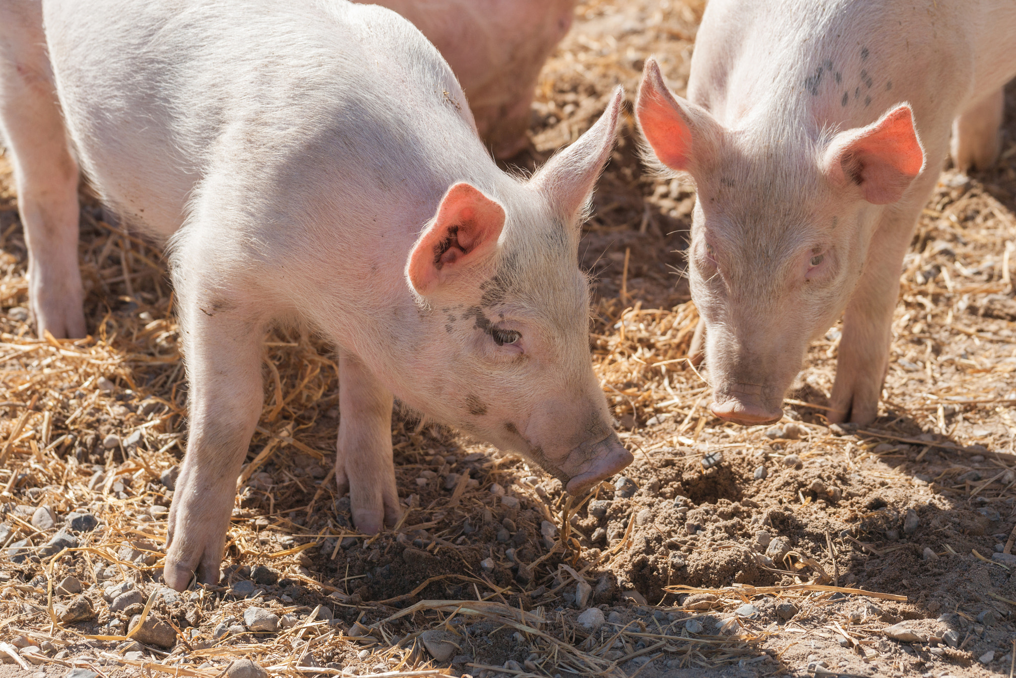 Sony 70-400mm F4-5.6 G SSM II sample photo. Pink pigs in a pigsty photography