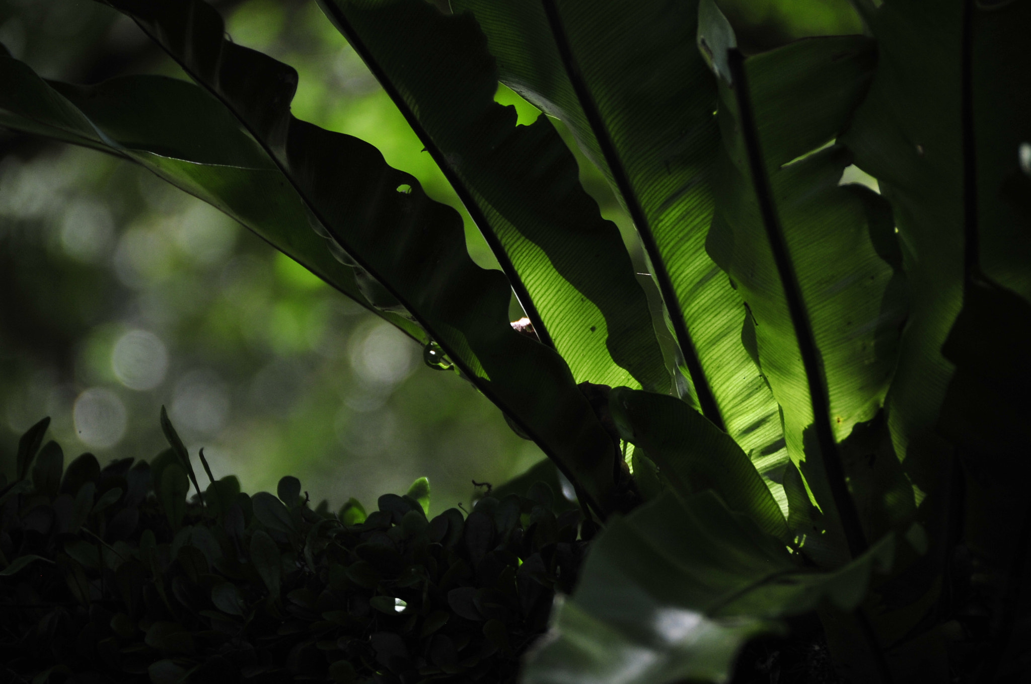 Nikon D3 sample photo. .. photography