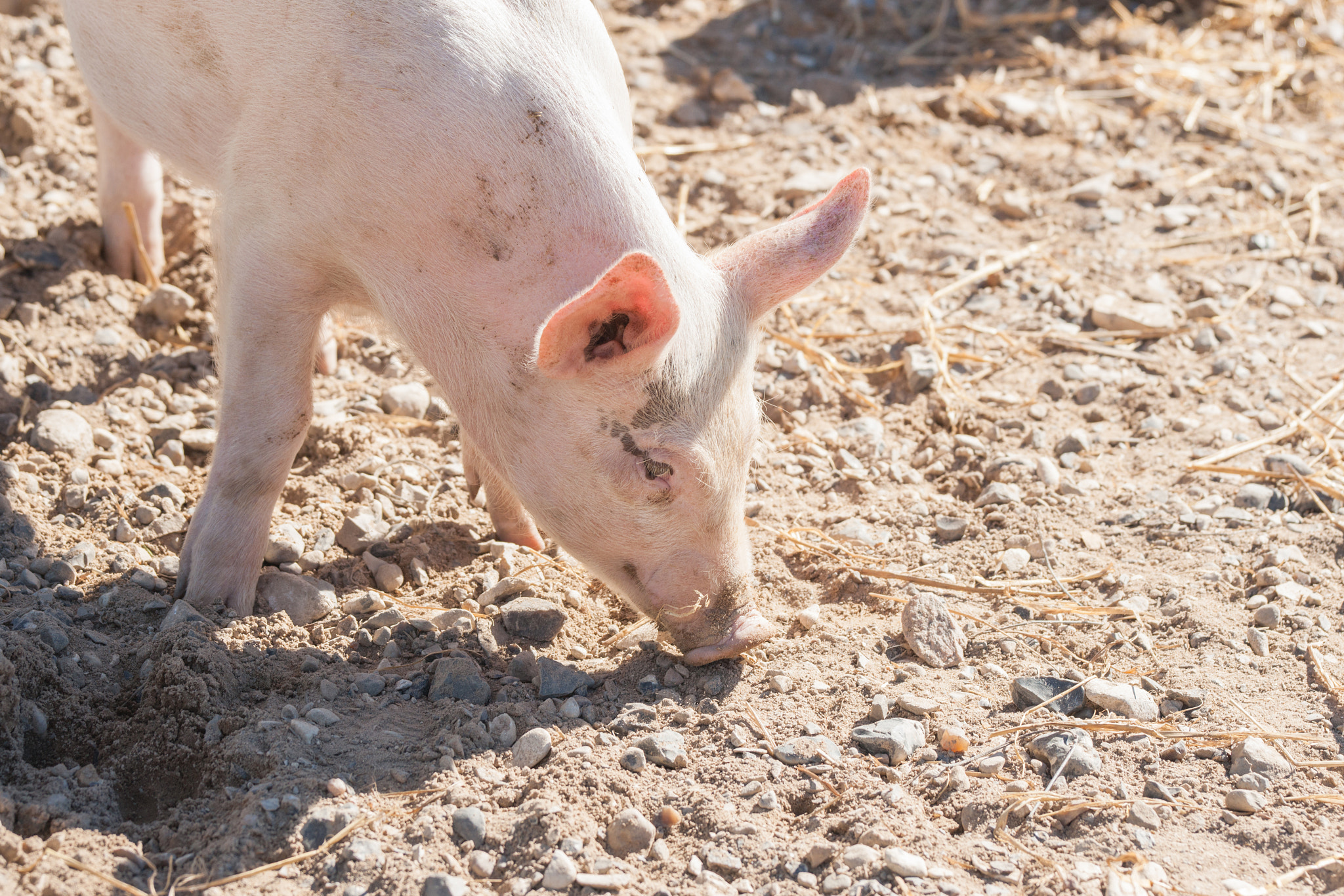 Sony 70-400mm F4-5.6 G SSM II sample photo. Pink pig looking for food in a farmyard photography