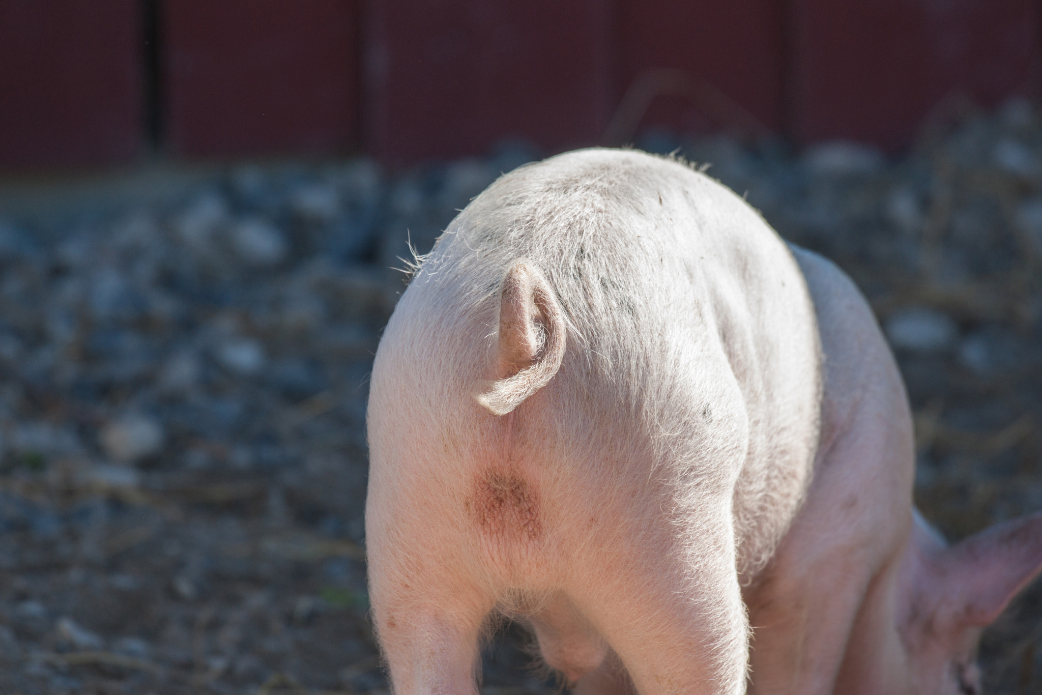 Sony 70-400mm F4-5.6 G SSM II sample photo. Pigtail on a pink pig photography