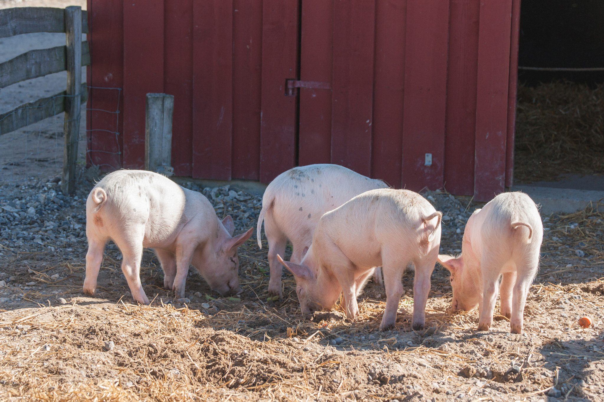 Sony 70-400mm F4-5.6 G SSM II sample photo. Barnyard with four pink pigs photography