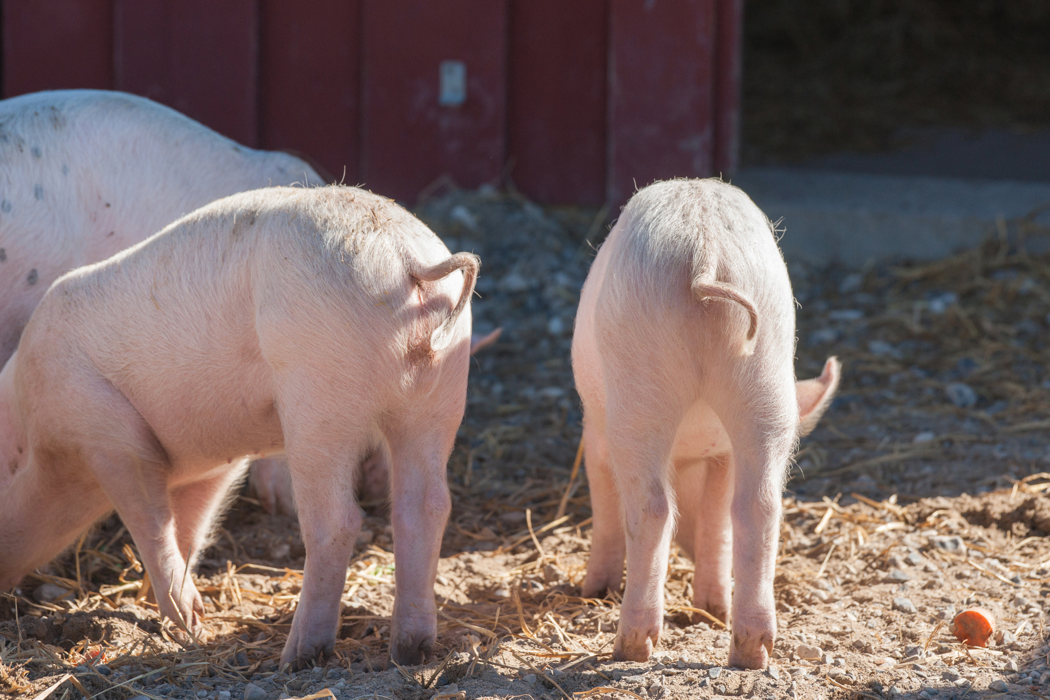 Sony 70-400mm F4-5.6 G SSM II sample photo. Pink piglets with curly tails photography