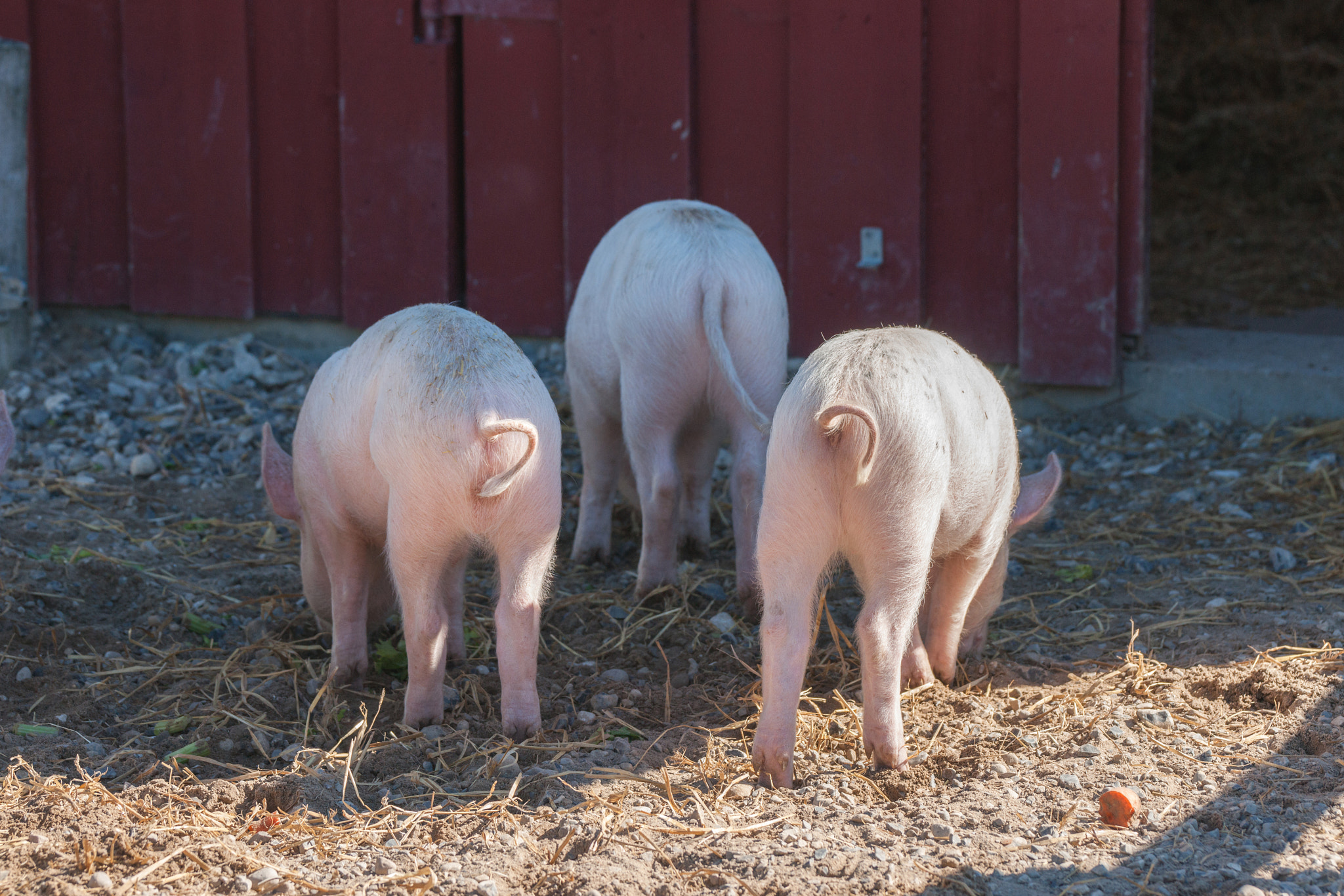 Sony 70-400mm F4-5.6 G SSM II sample photo. Tree little pigs with curly tails photography